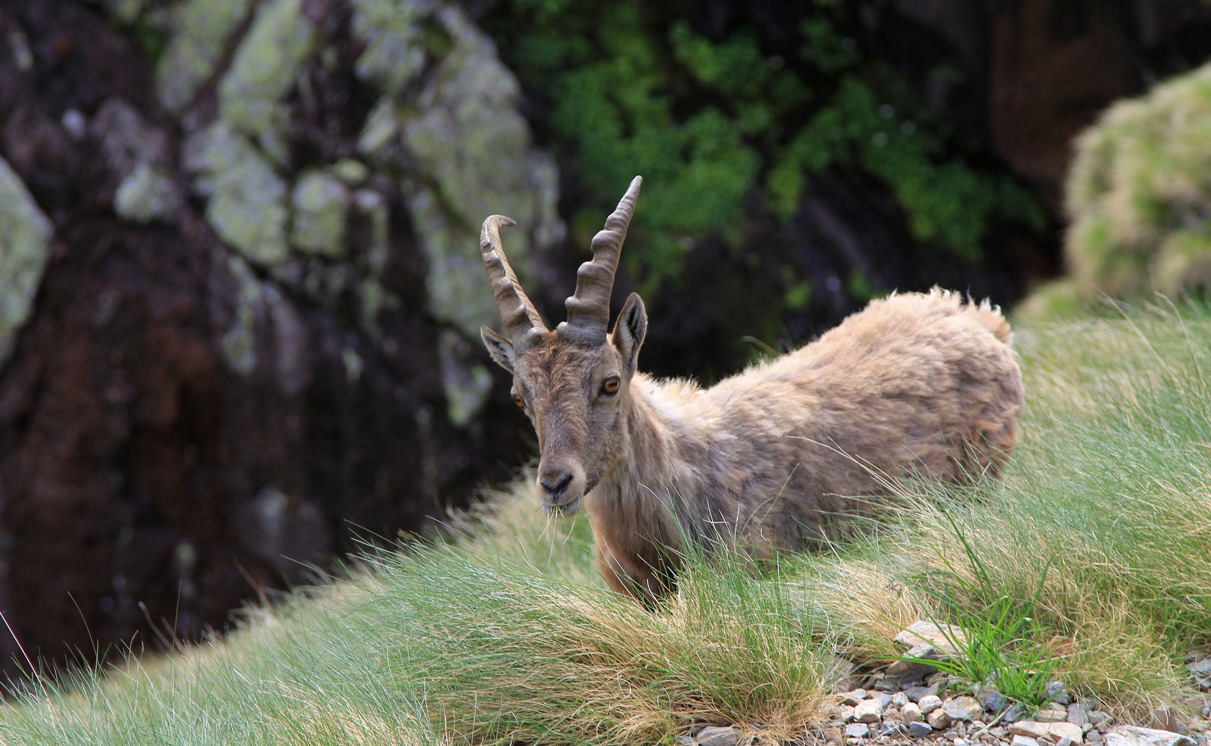 Stambecco ( rif. Benigni )