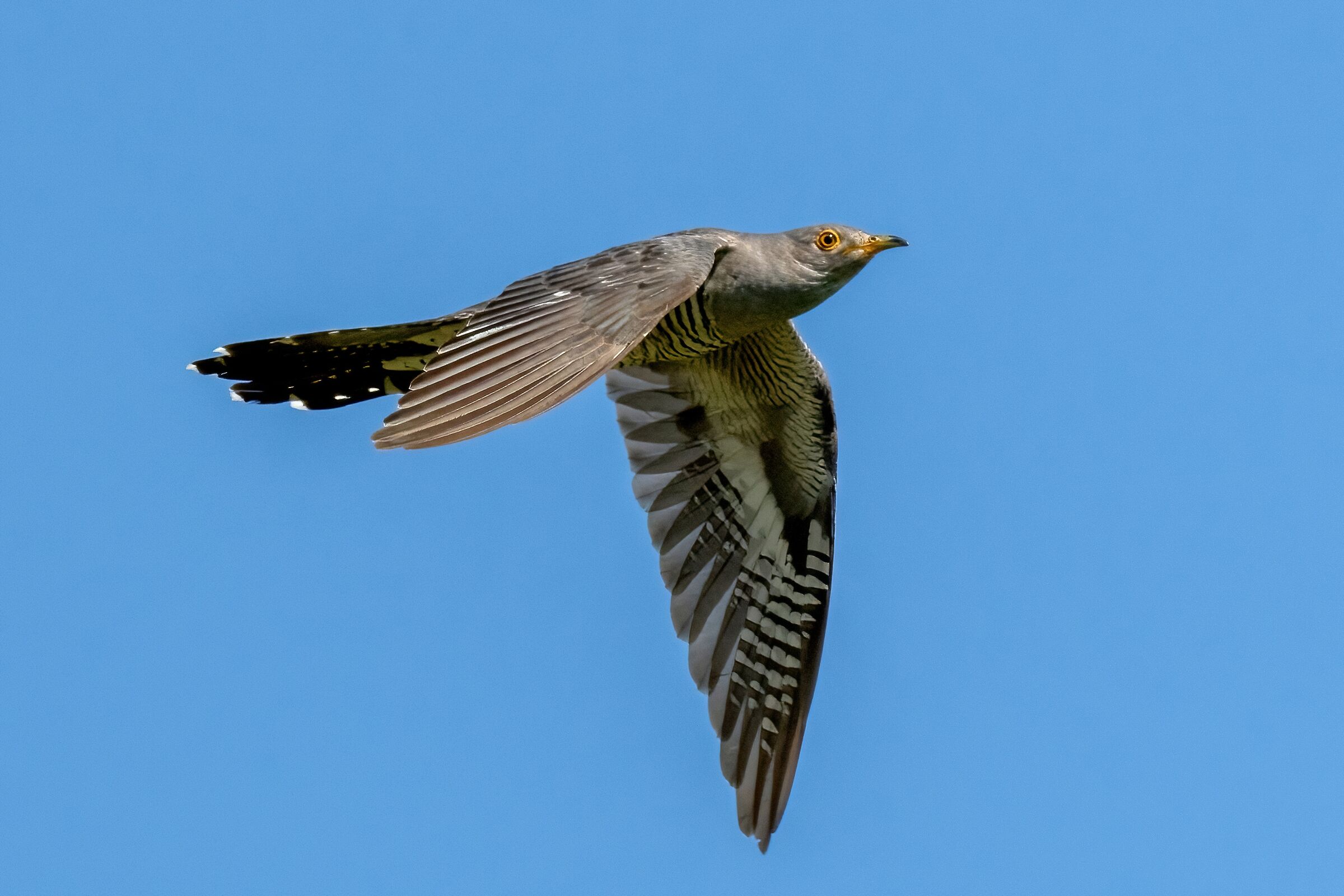 Cuculo (Cuculus canorus)