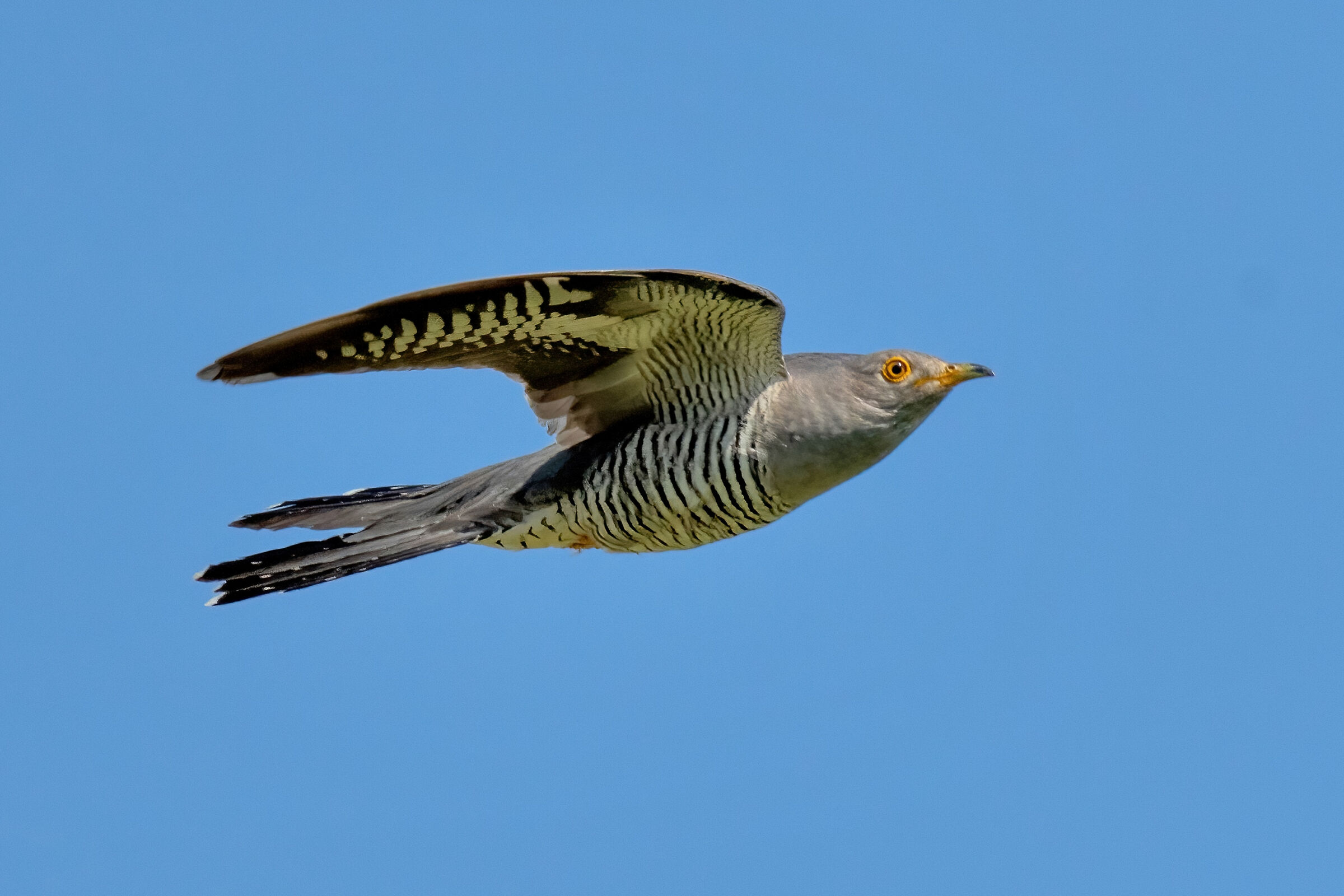 Cuculo (Cuculus canorus)
