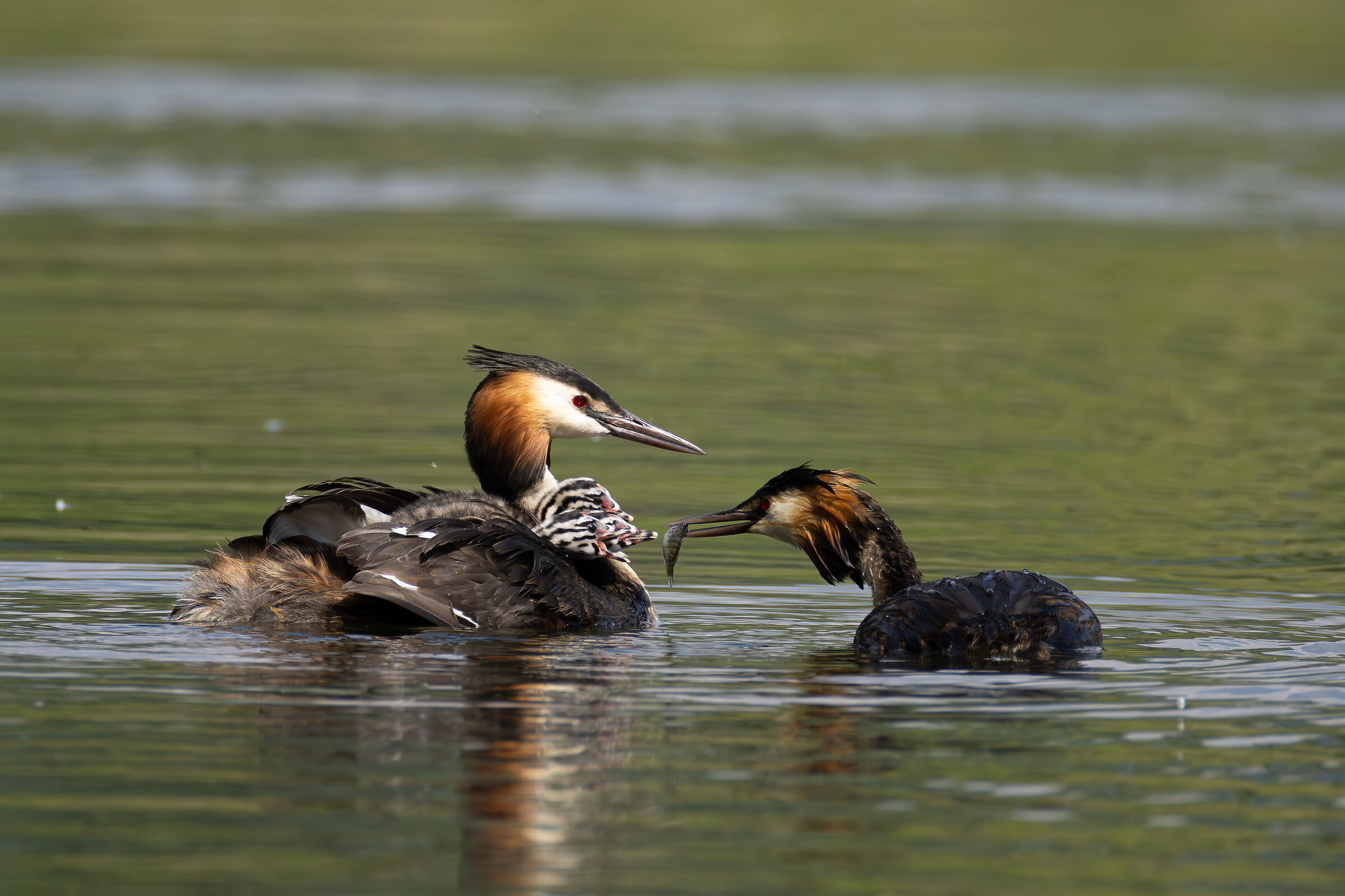 Dad thinks of everyone