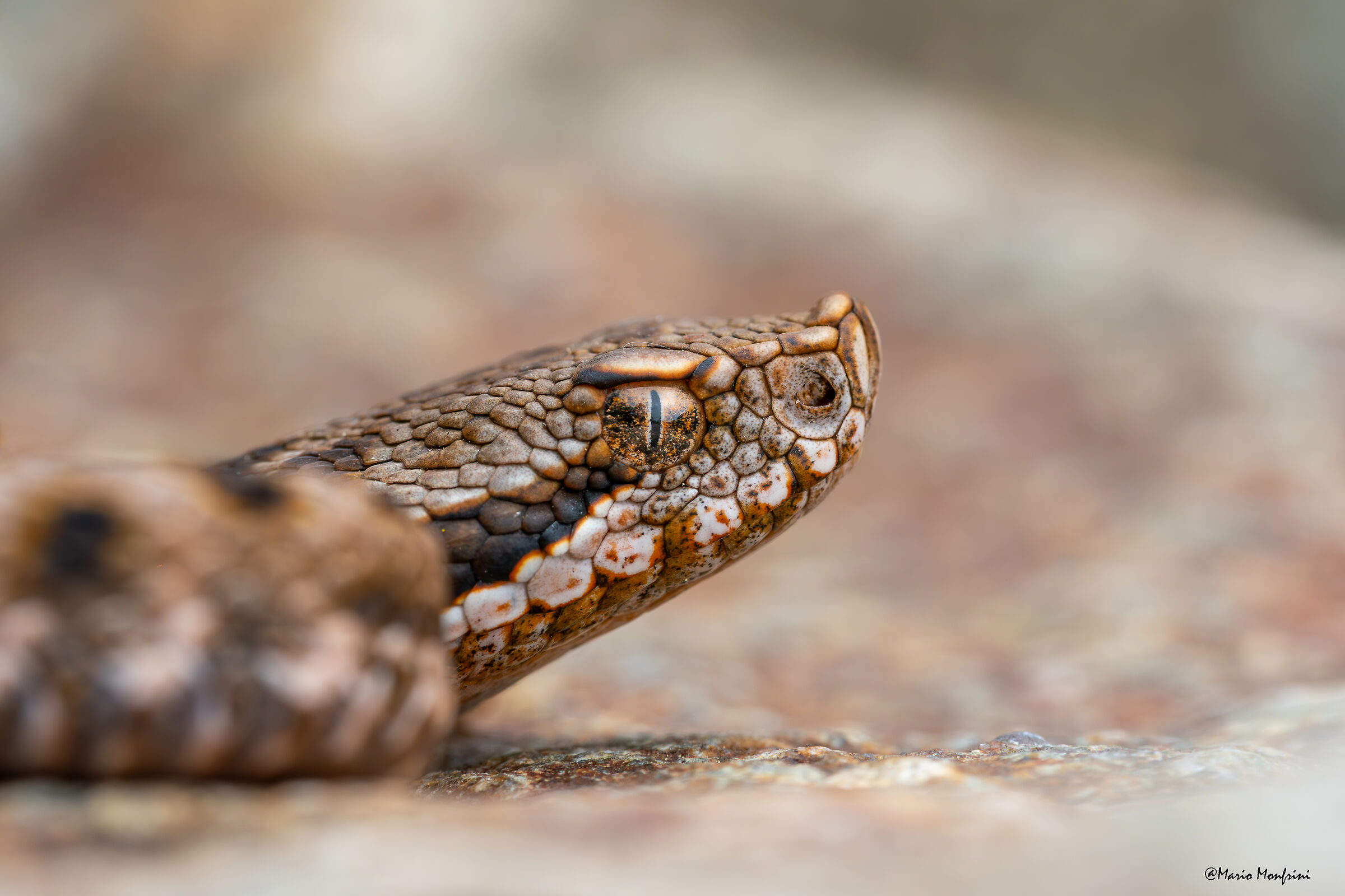 Giovane vipera aspis aspis