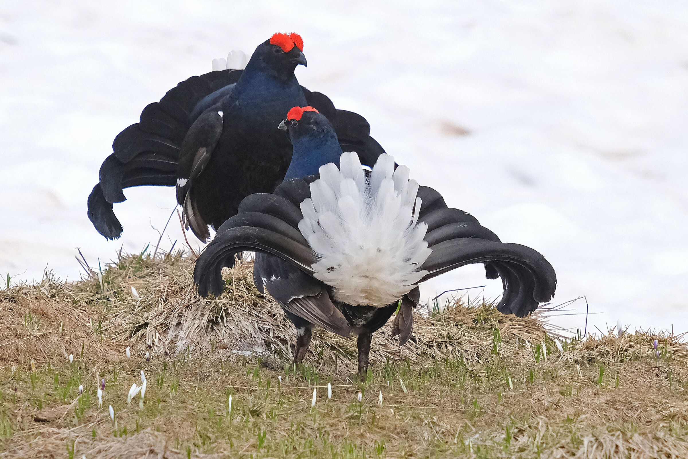 Black grouse... Males in the arena
