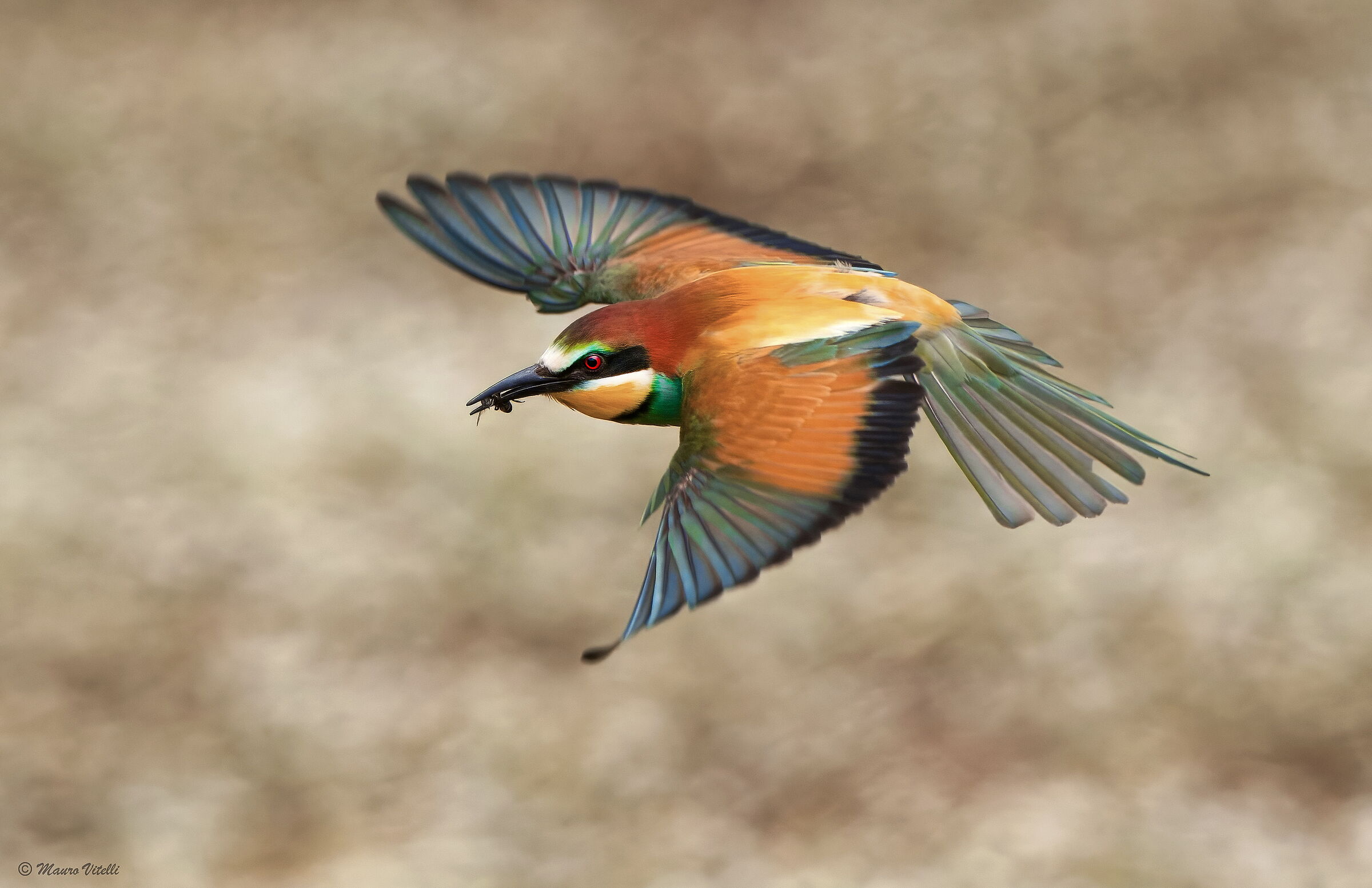 Bee-eater