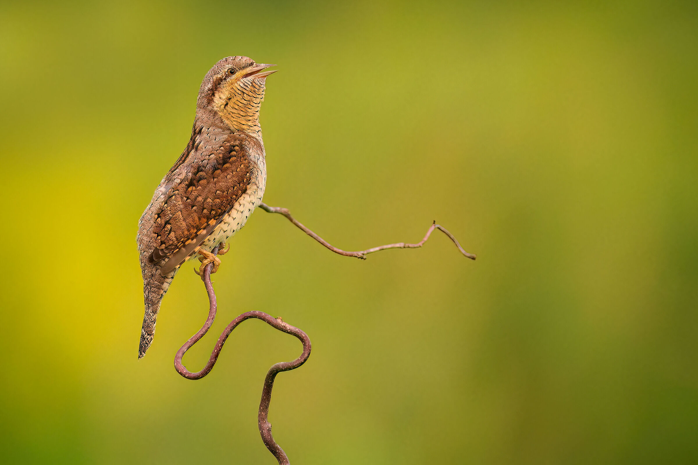 wryneck