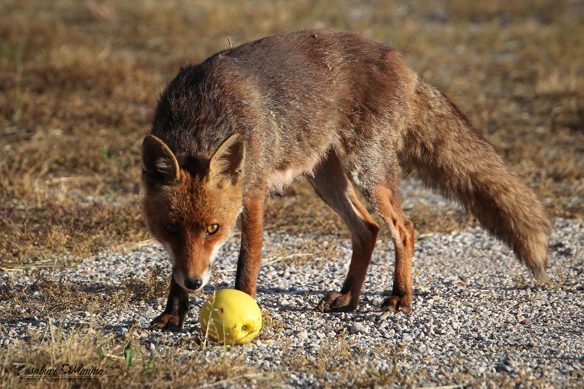 Fox2