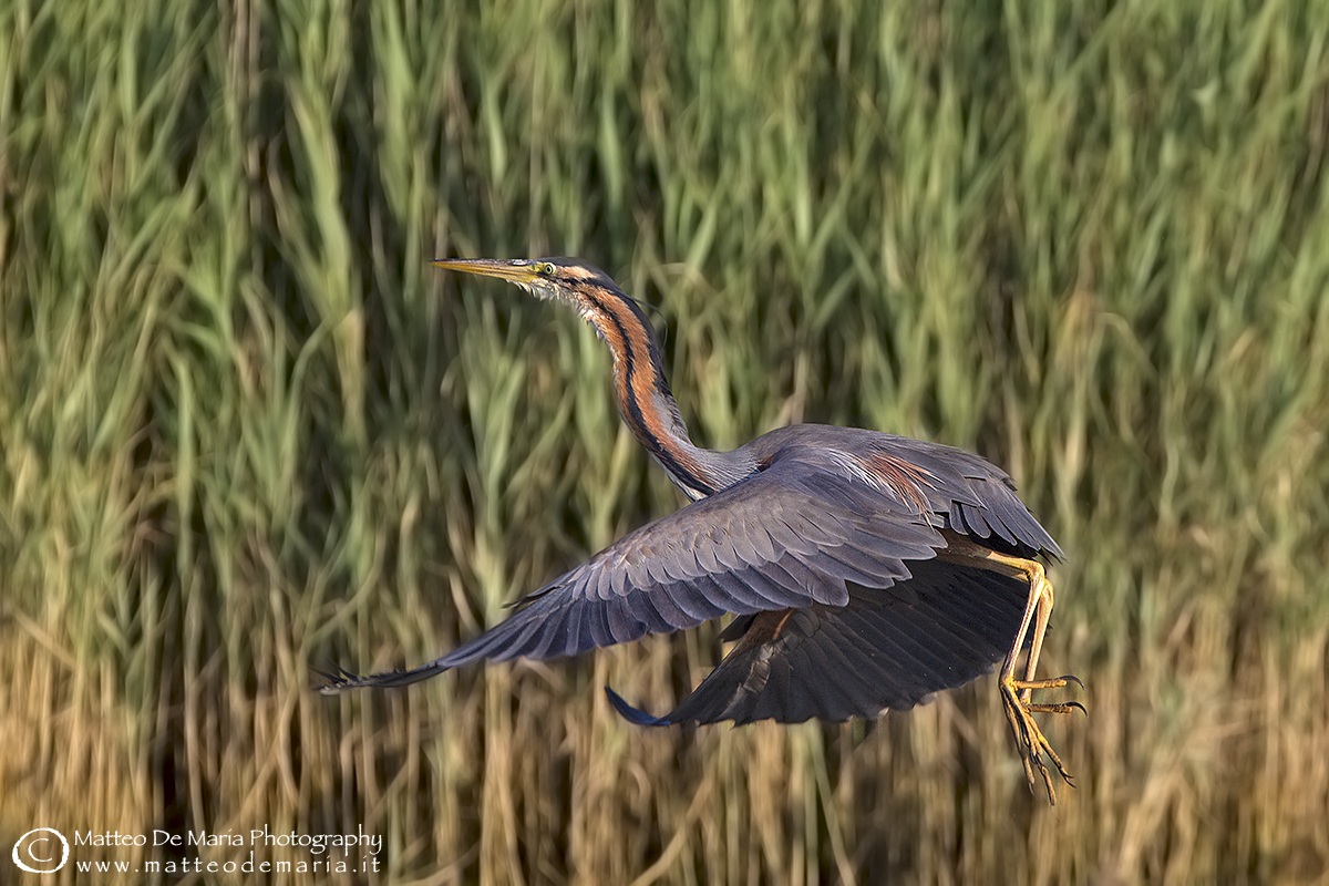 Purple Heron
