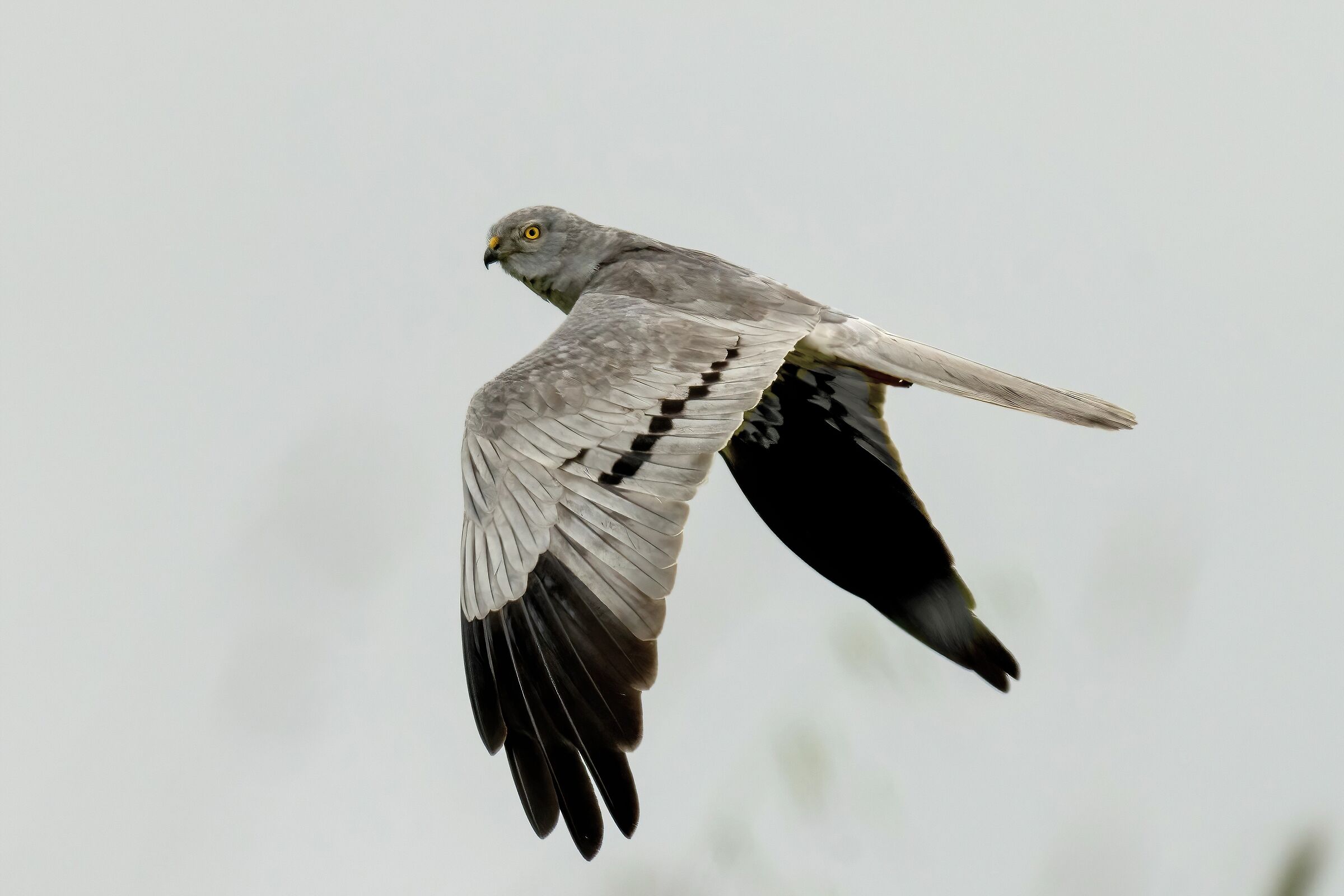 Montagu's Harrier (Circus pygargus) - male