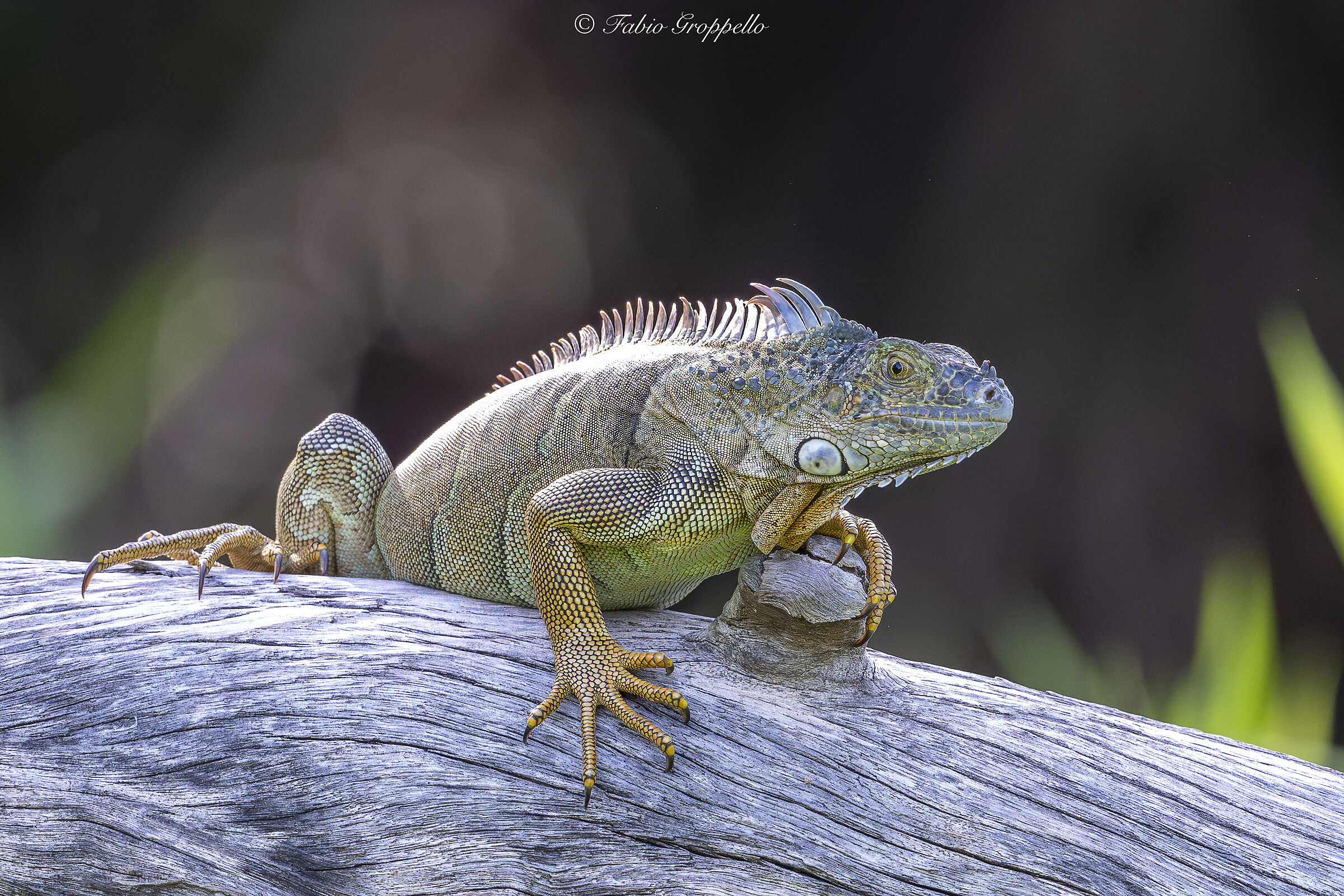 Iguana from Tubercules
