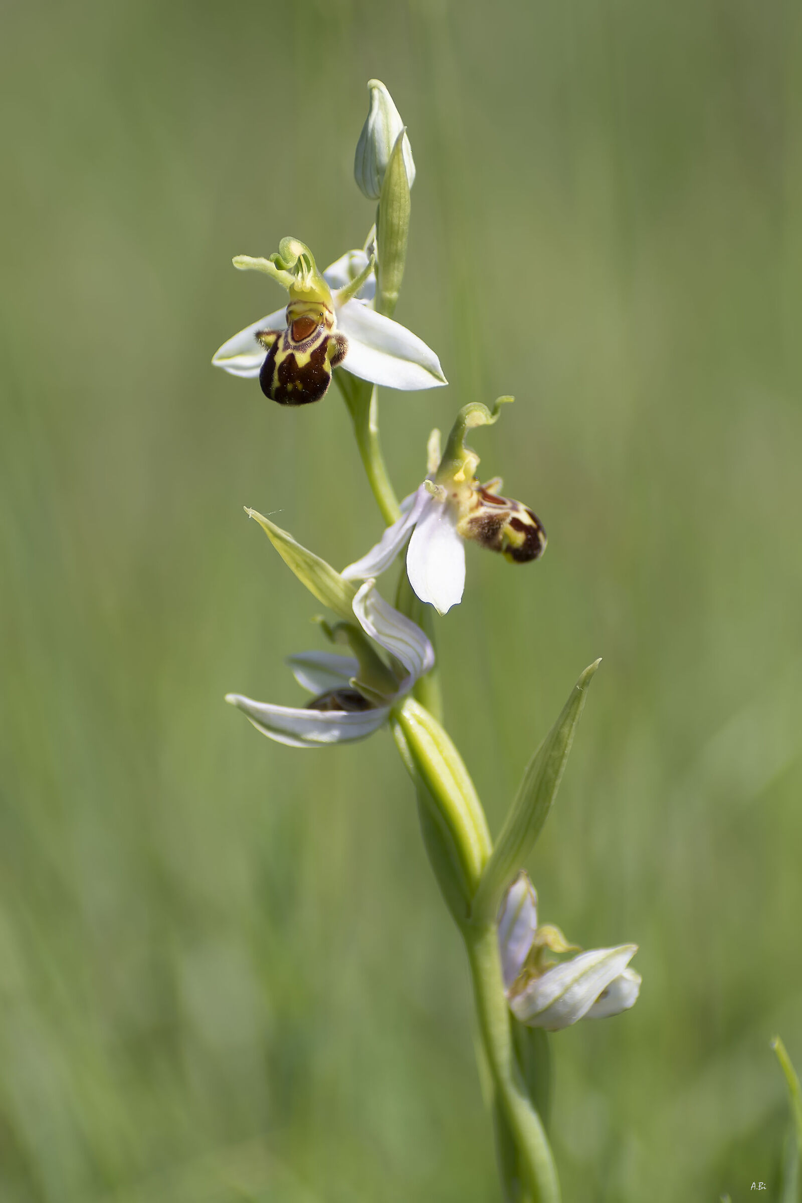 Ophrys apifera