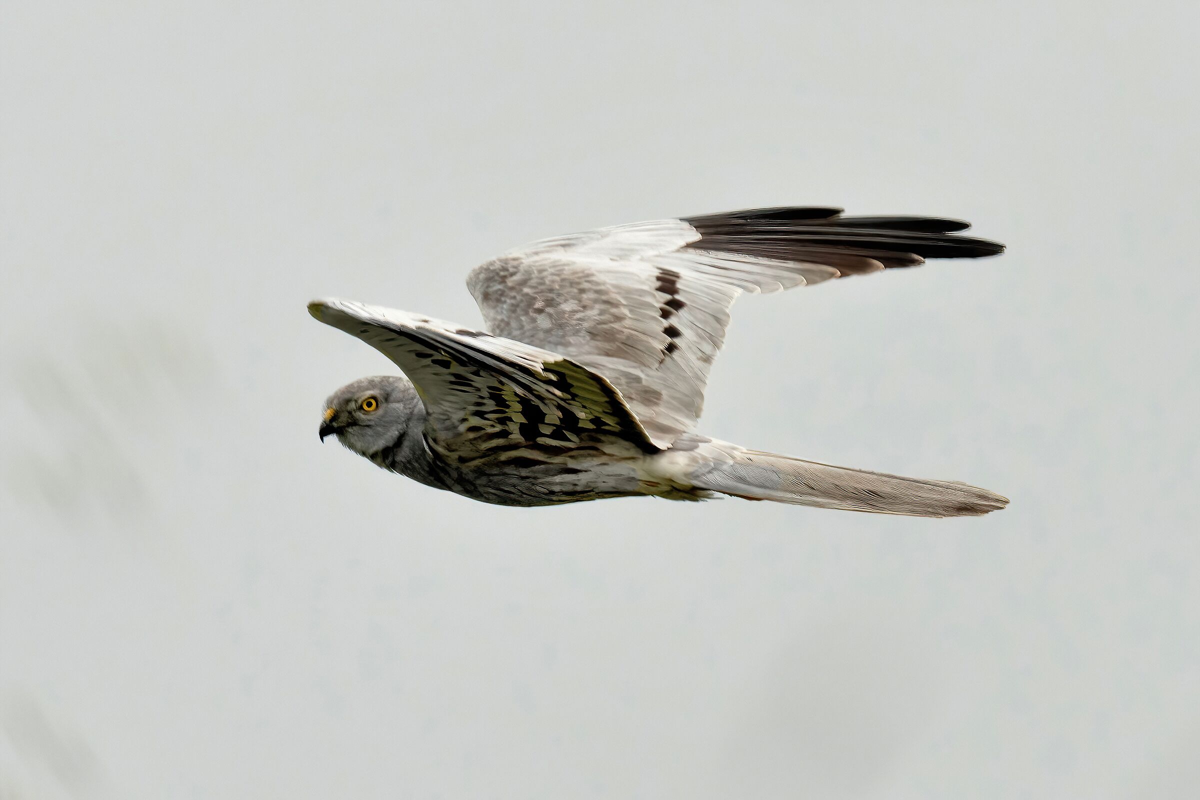 Montagu's Harrier (Circus pygargus) - male