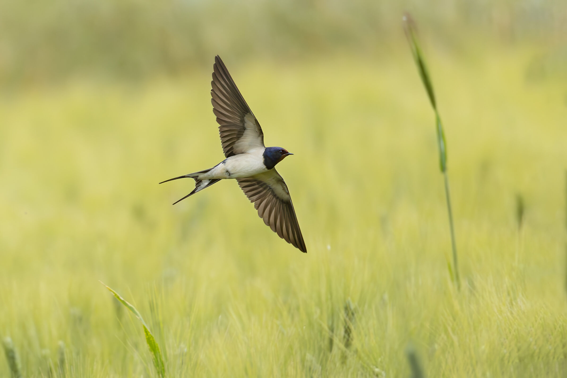 Rondine su campo di grano