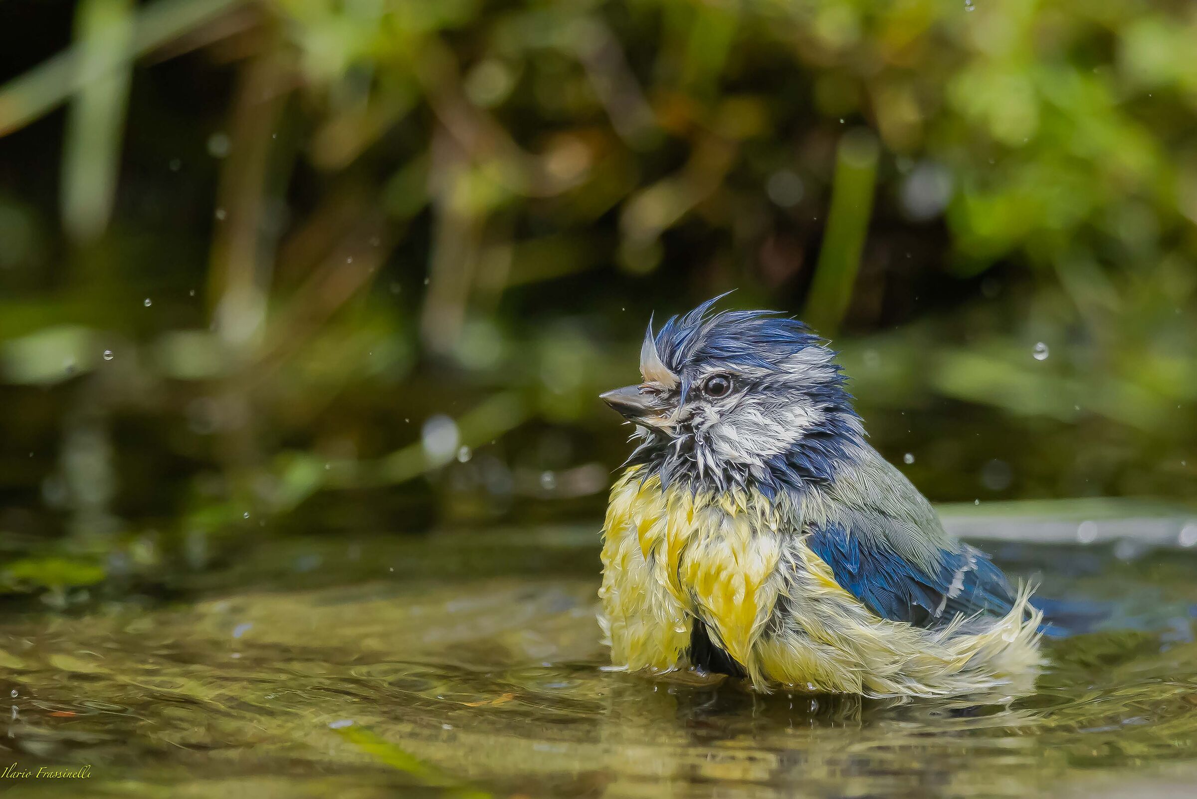 Il bagnetto della cinciarella