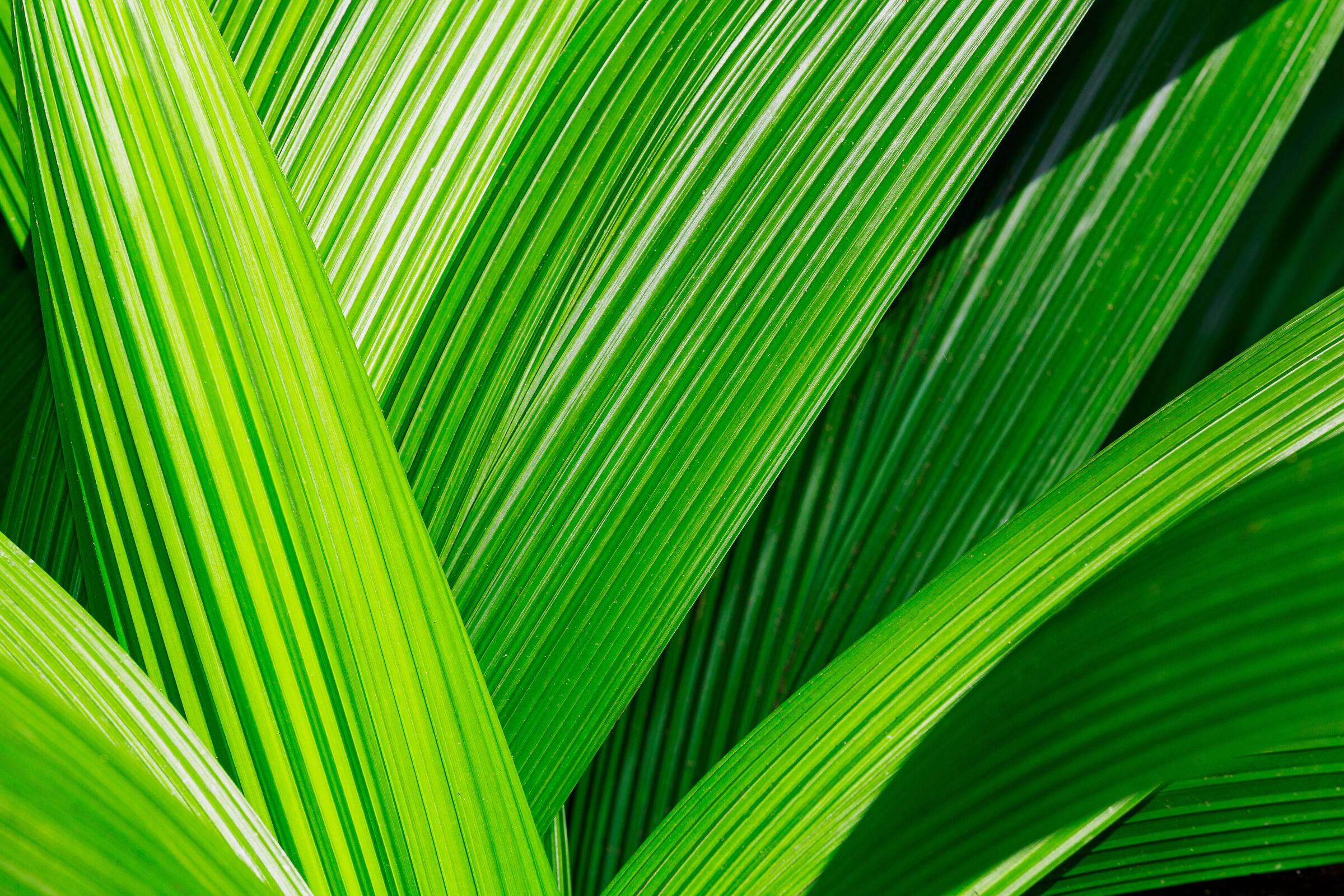Abstract leaves
