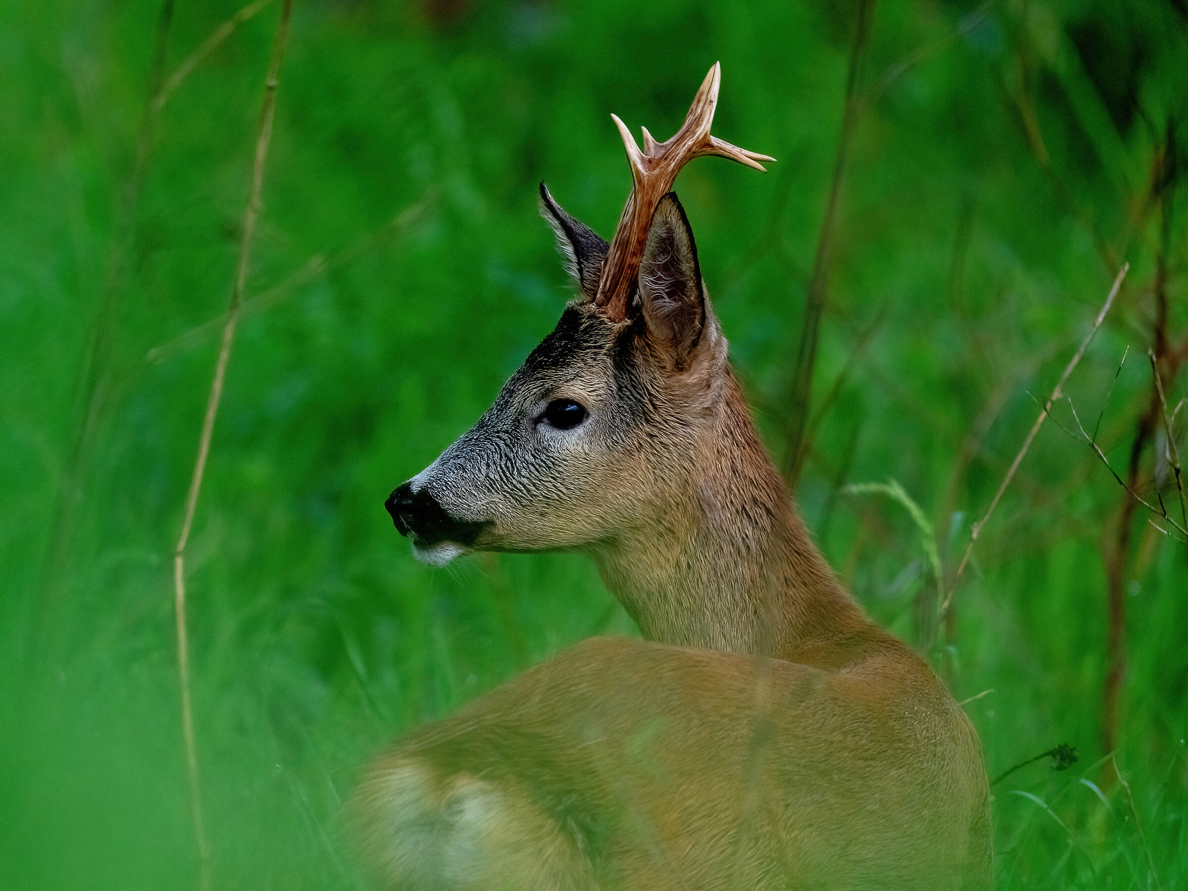 Capriolo (Capreolus capreolus)