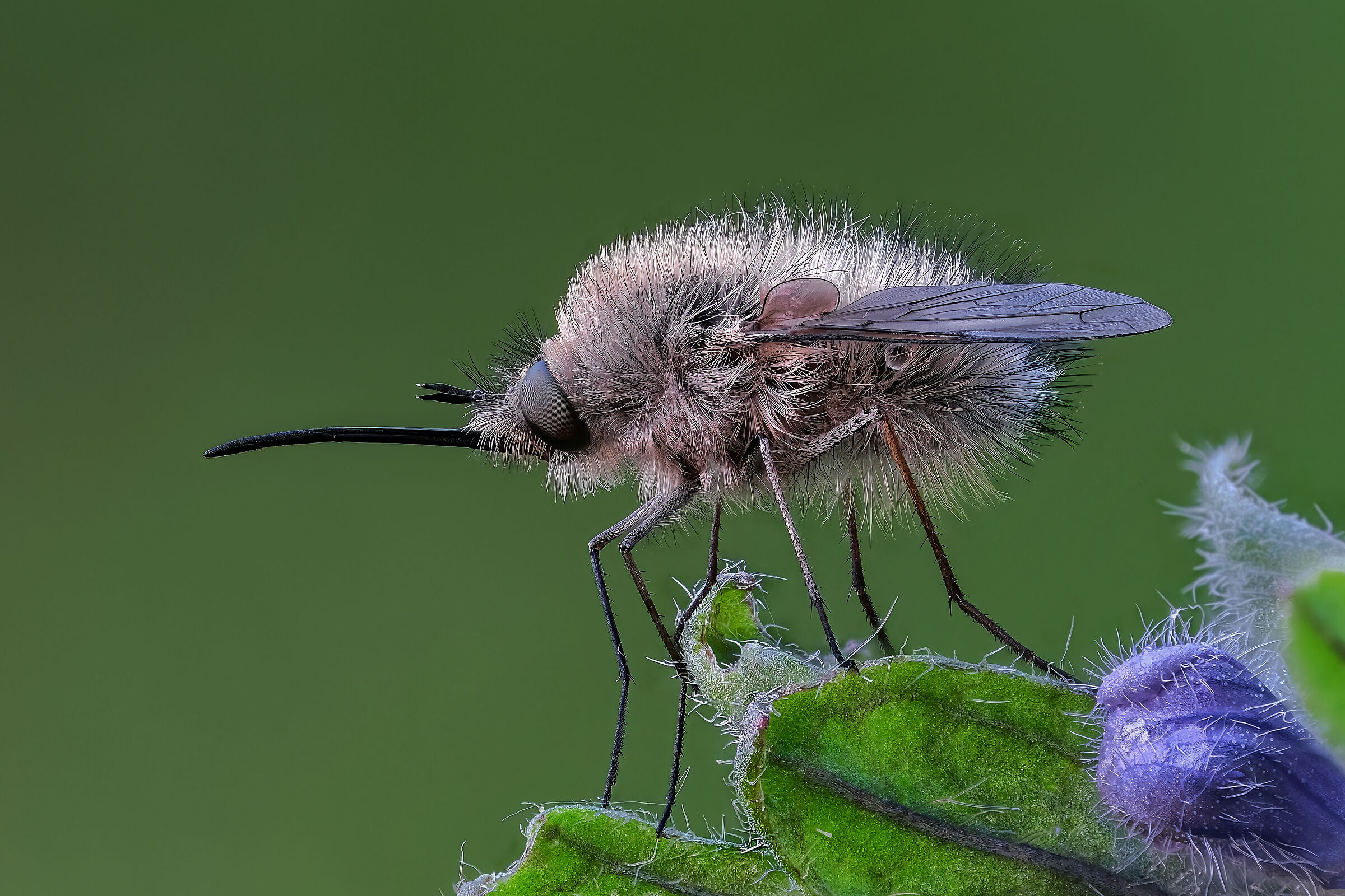 Bombylius minor
