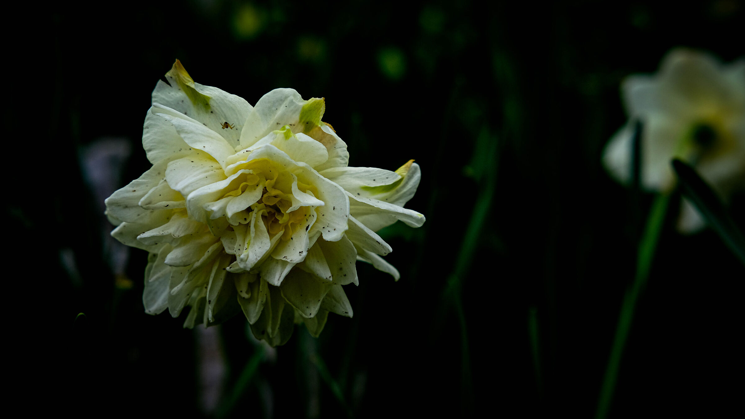 Dirty cream (with a guest)