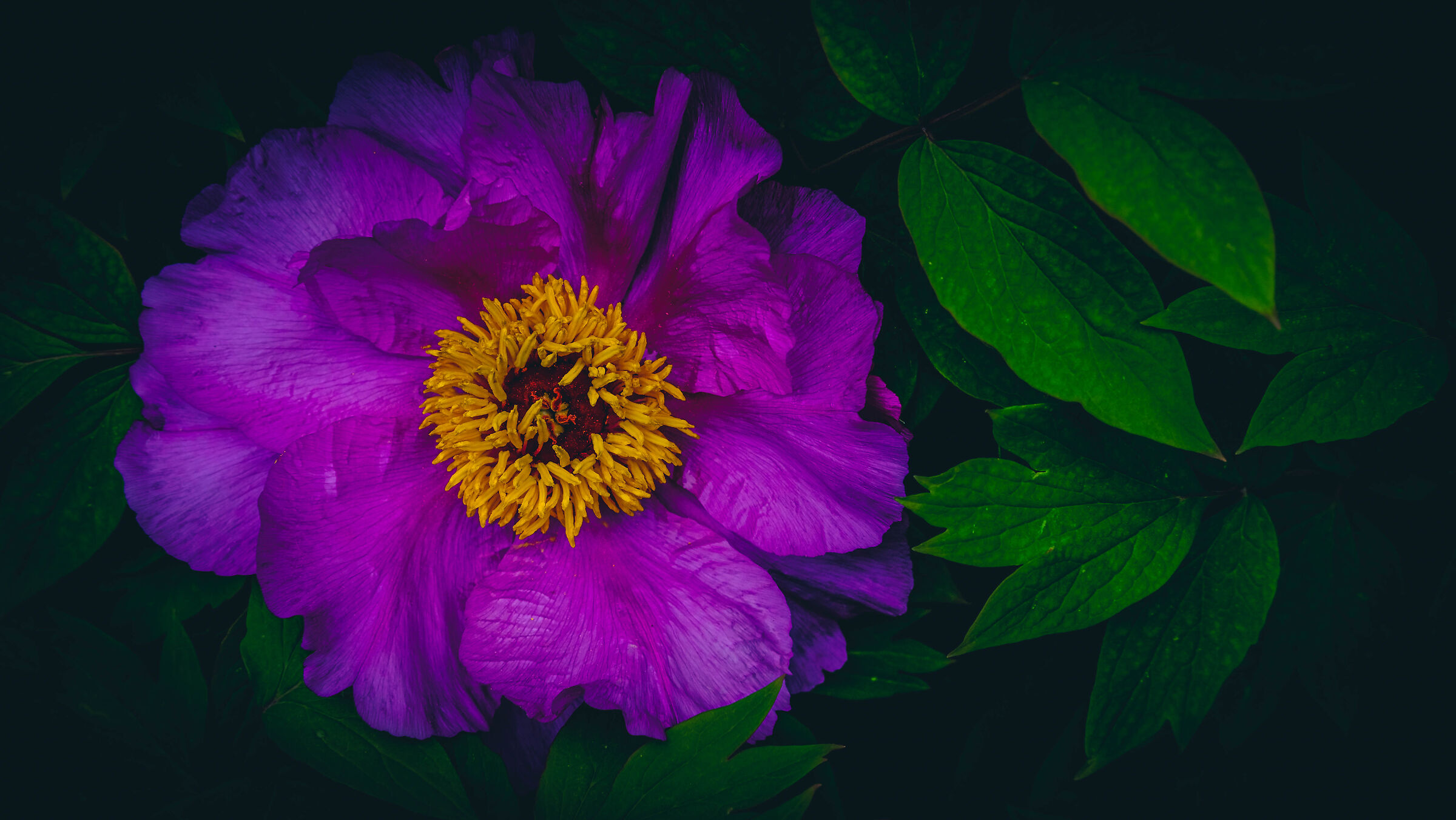 The Violet-Opaque Yellow