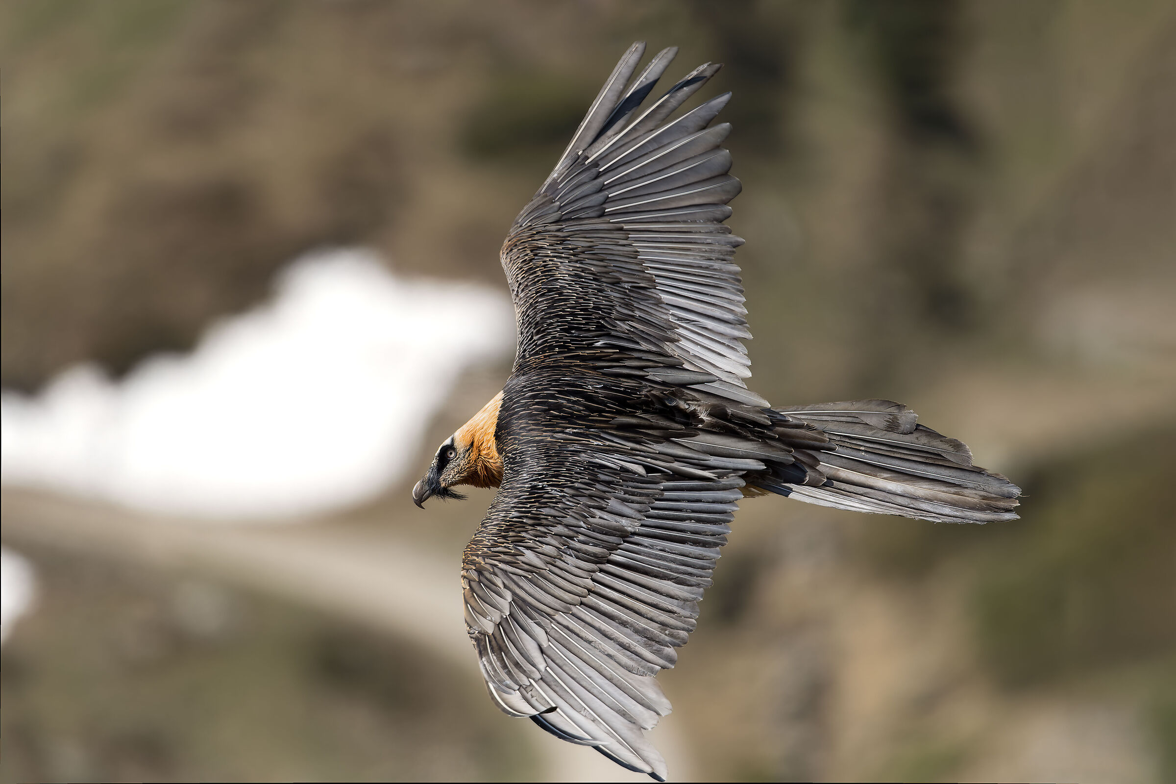 Gypaetus barbatus - Gran Paradiso National Park