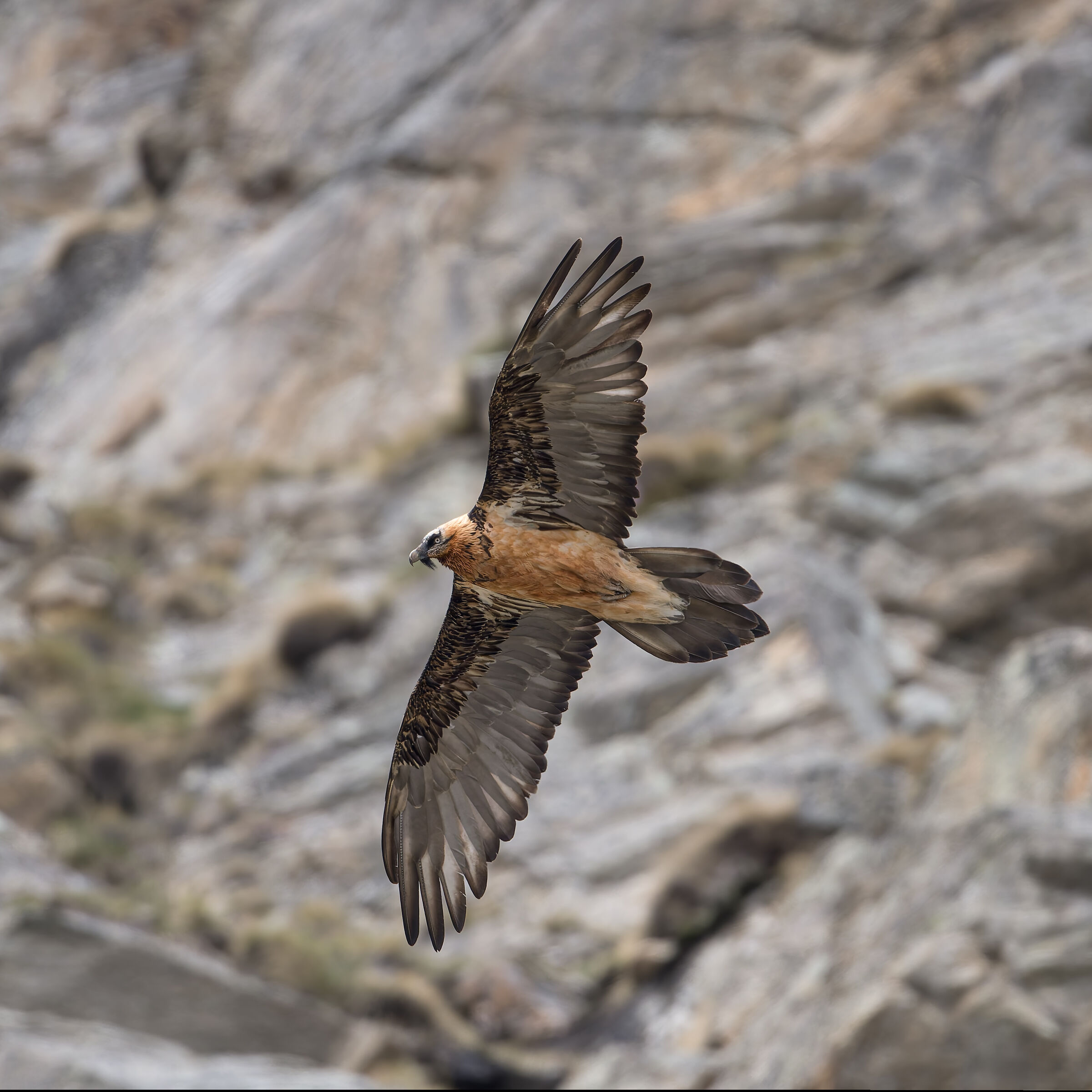 Gypaetus barbatus - Gran Paradiso National Park