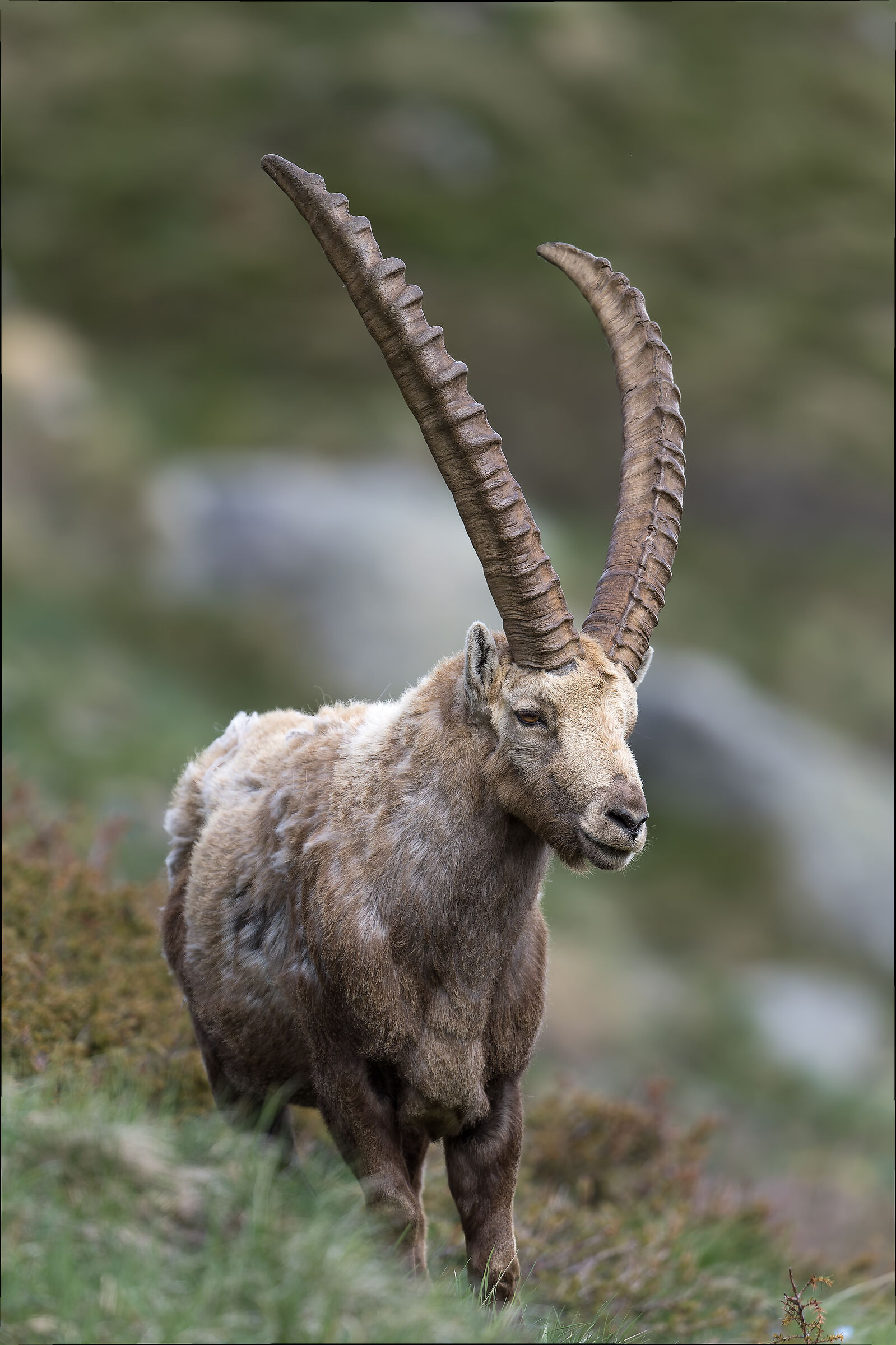 Ibex - Gran Paradiso National Park