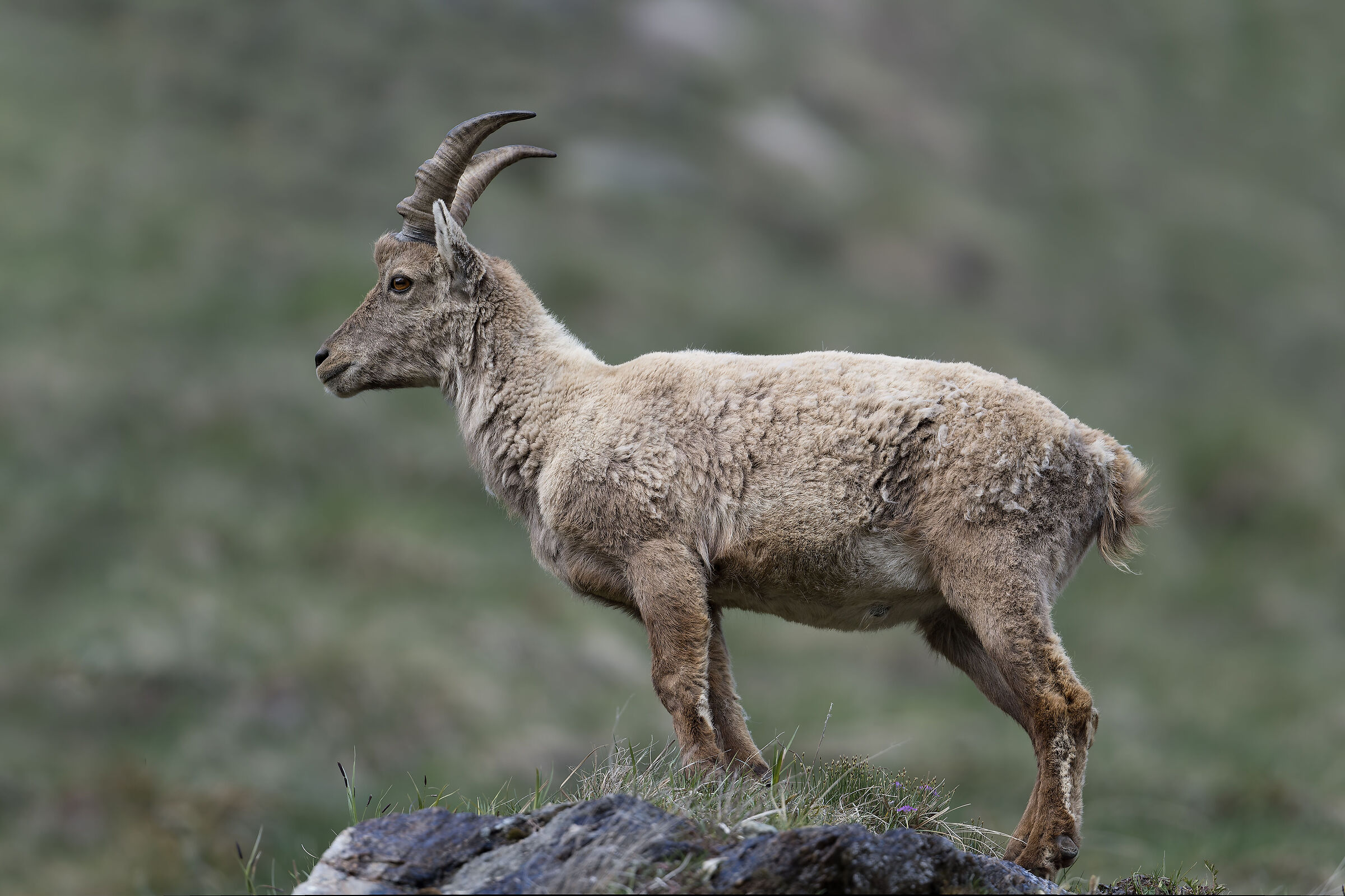 Ibex - Gran Paradiso National Park