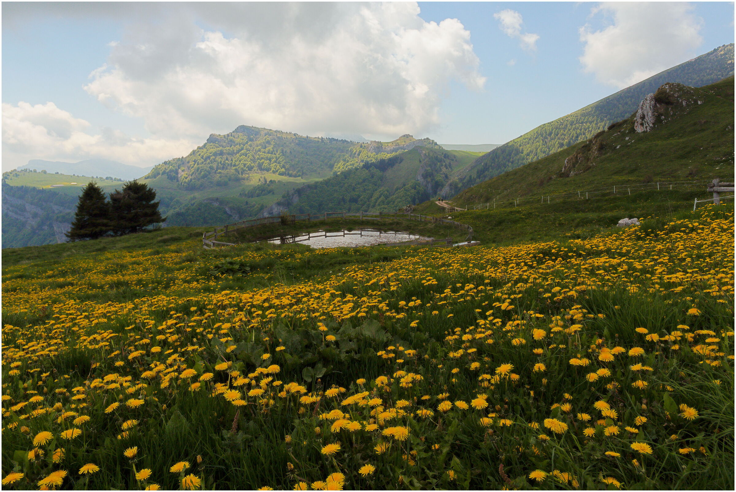 Fioritura di tarassaco - malga Campo monte Altissimo
