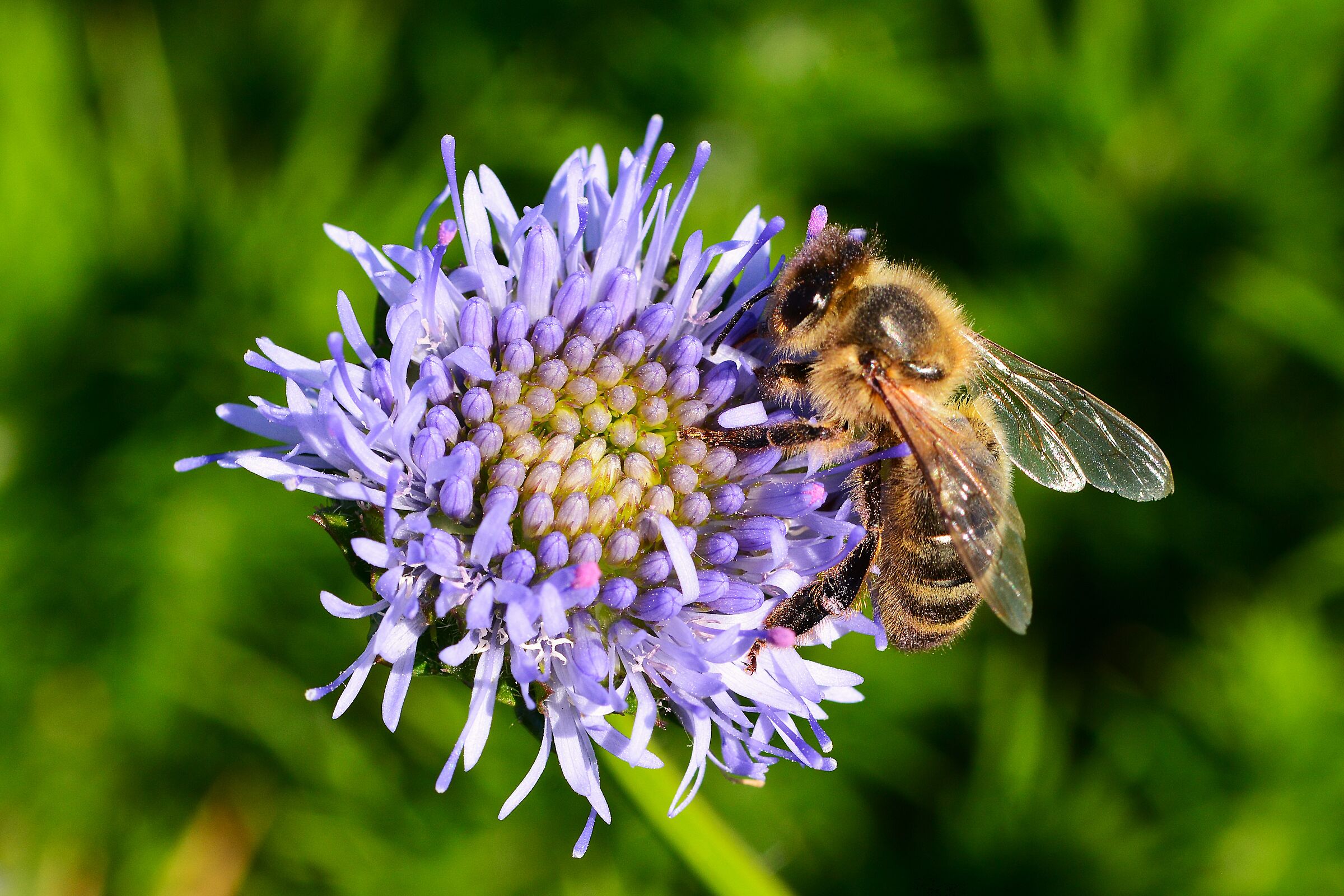 Seasonal worker (VAT number)