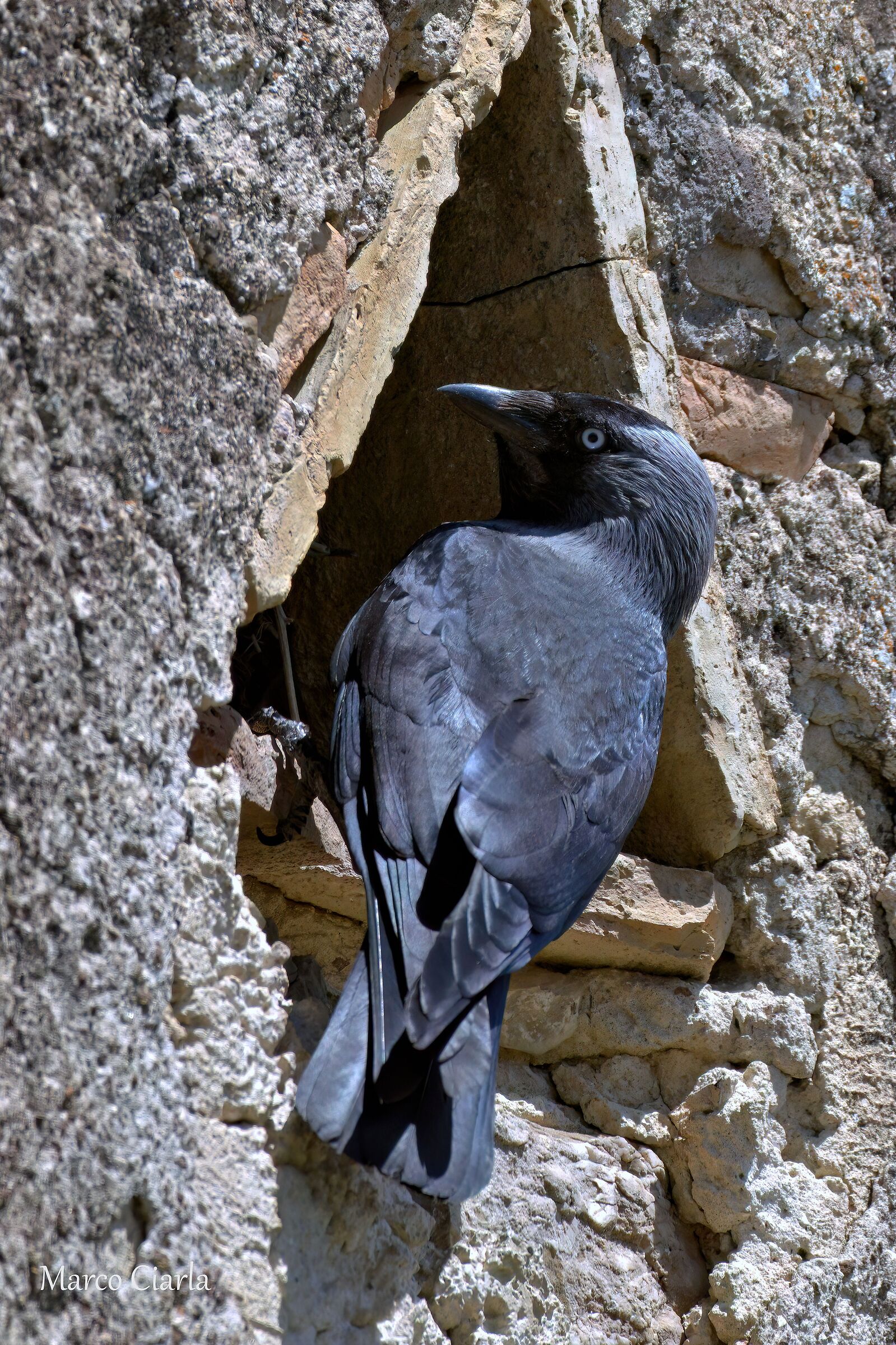 Jackdaw (Coloeus monedula )