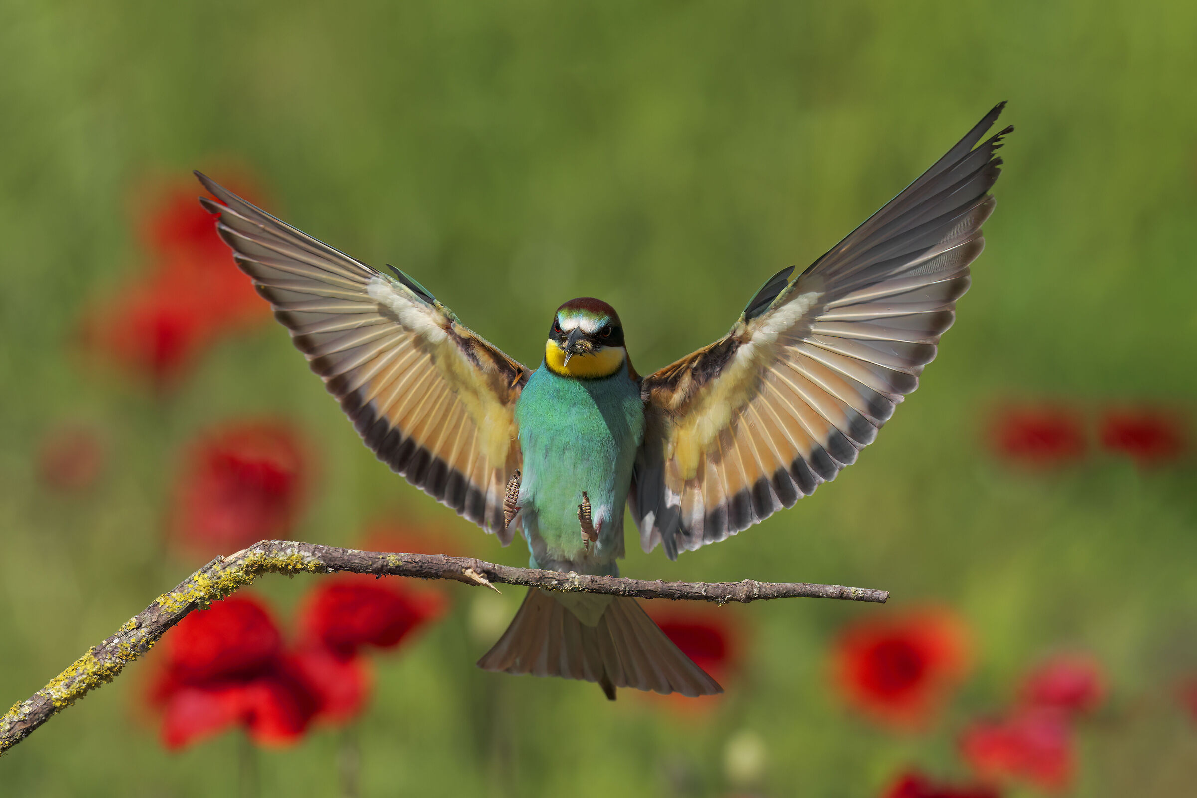 Arrival at the roost