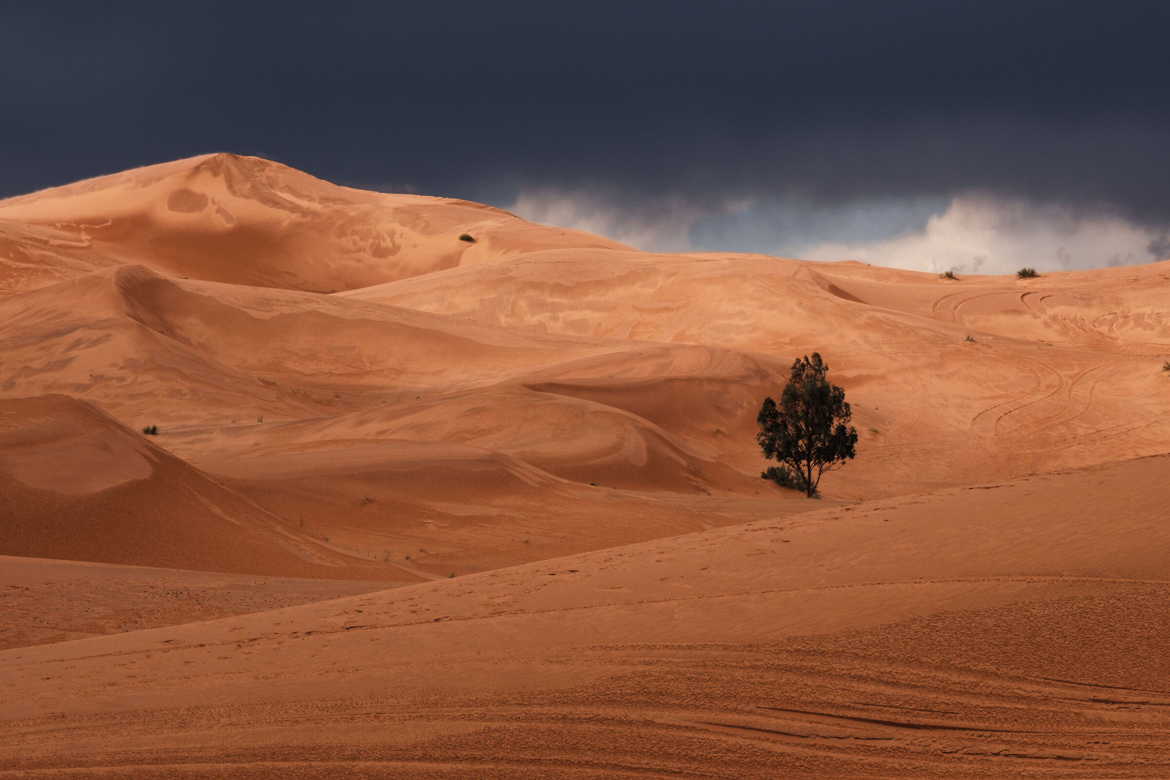 L'alberello tra le dune bagnate