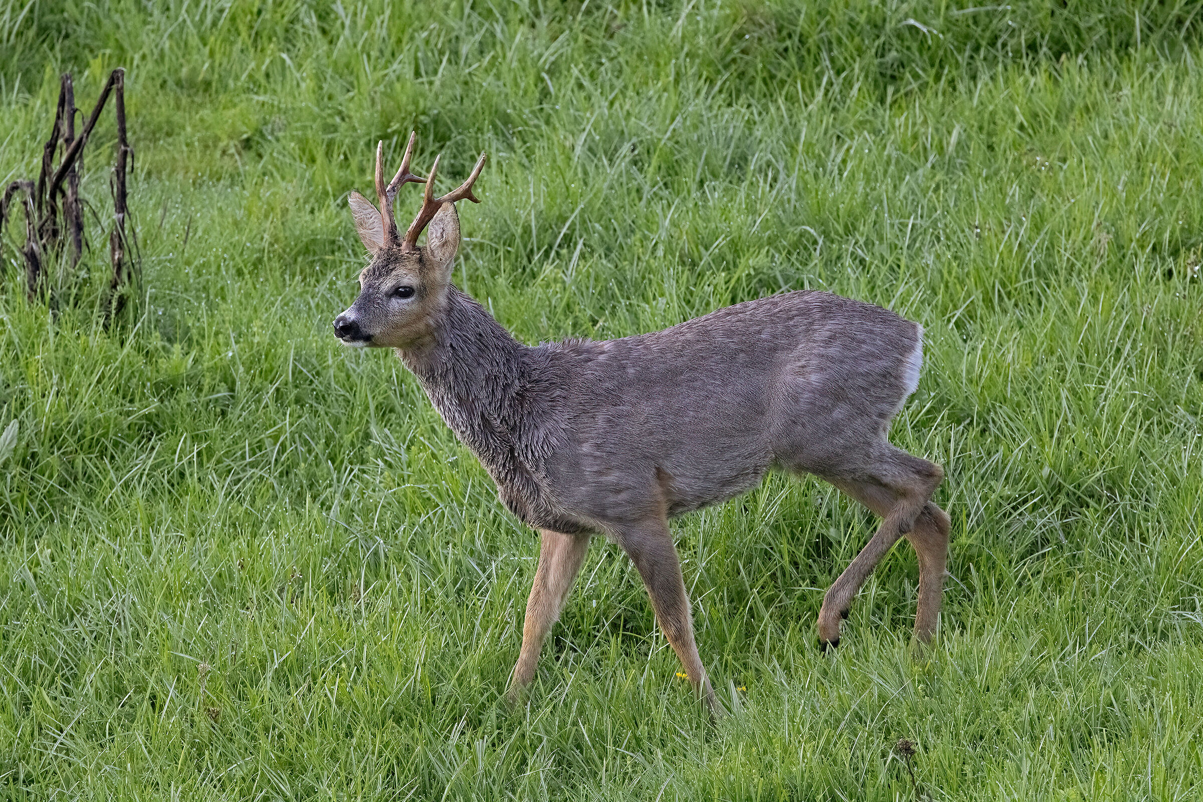 Roe deer