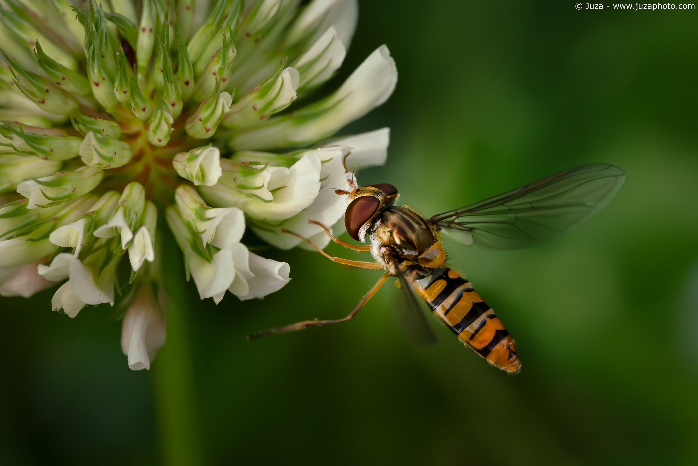 Episyrphus balteatus
