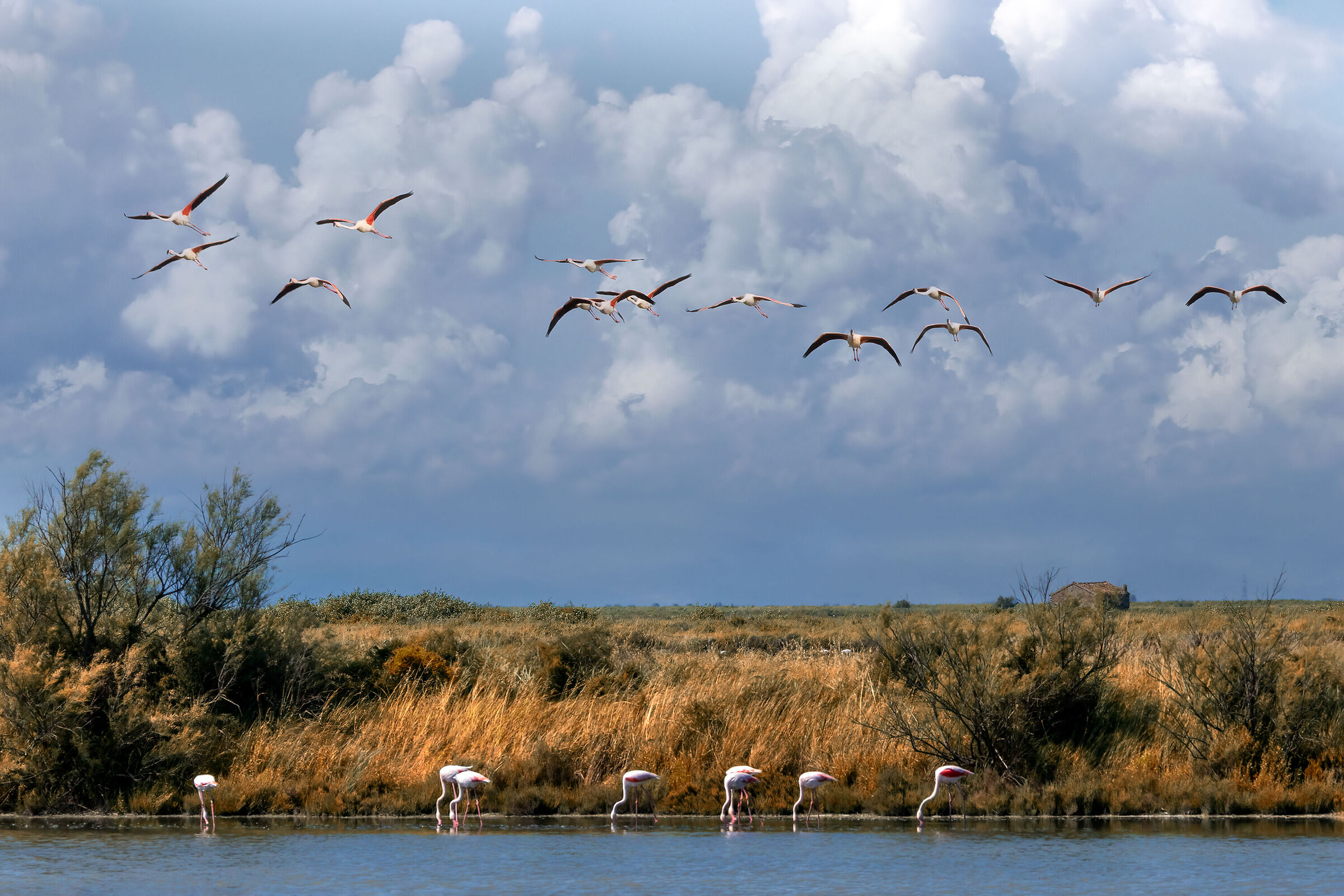 Valli di Comacchio, la nostra Camargue