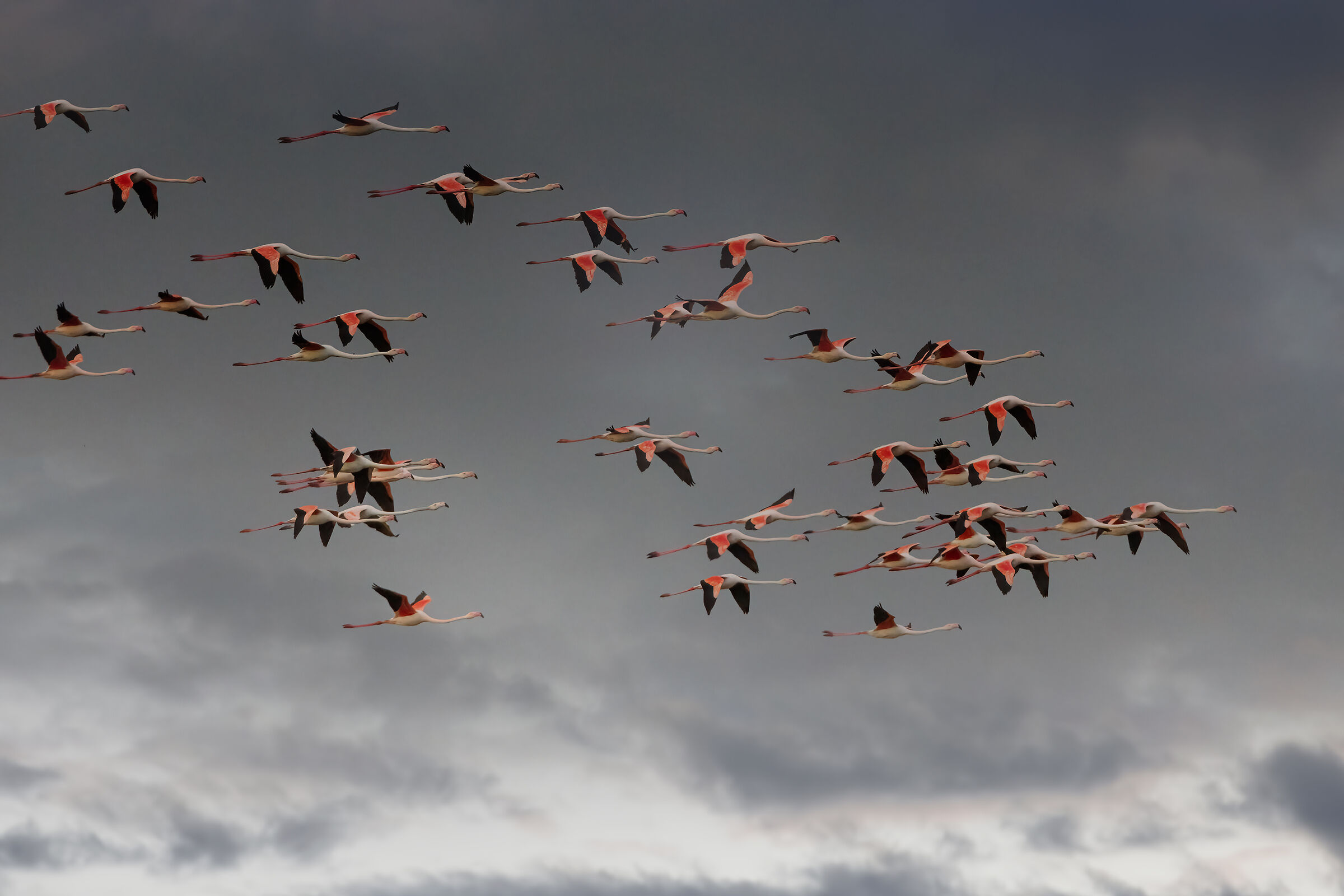 Stormo di Fenicotteri rosa