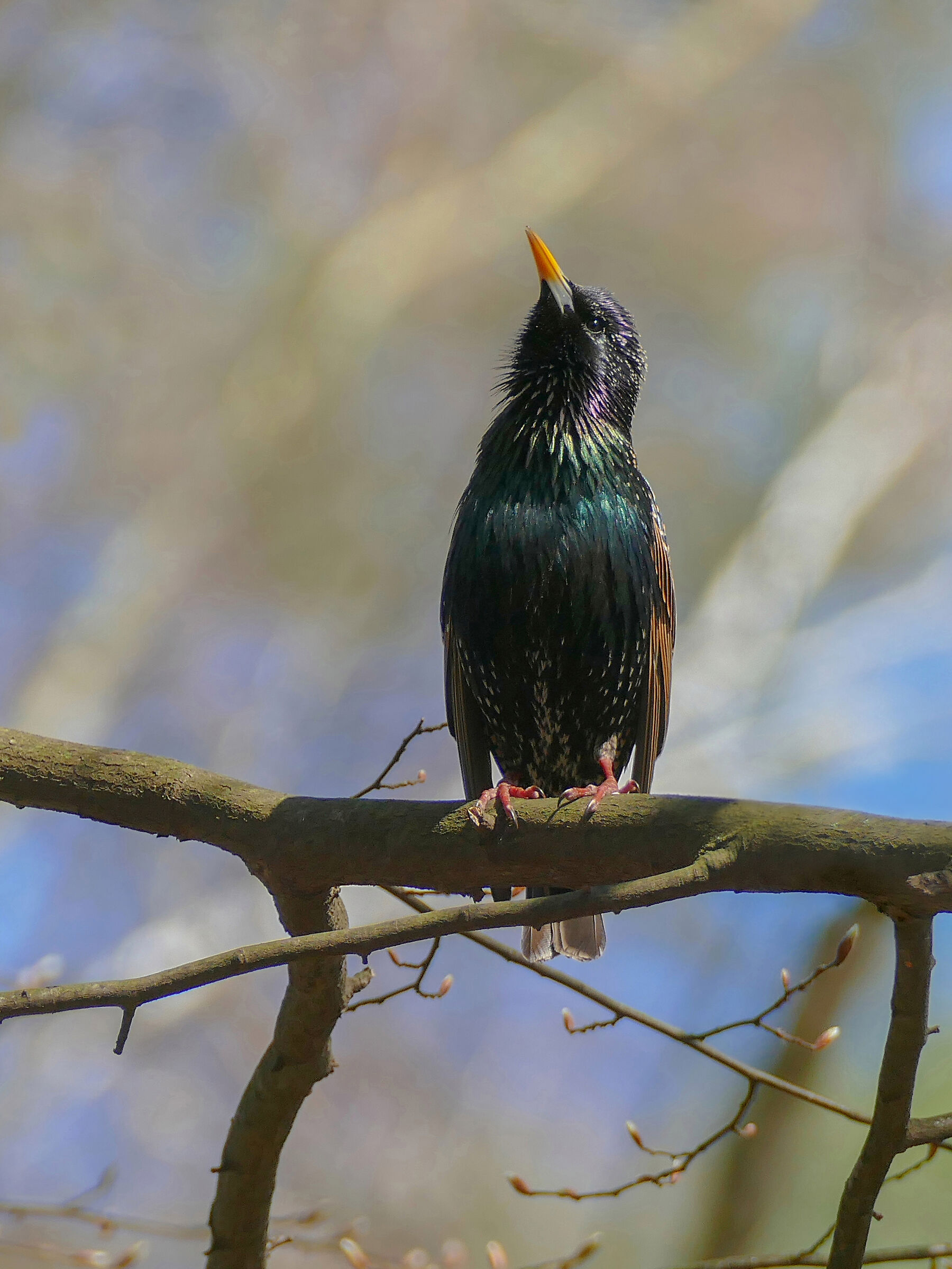 Starling