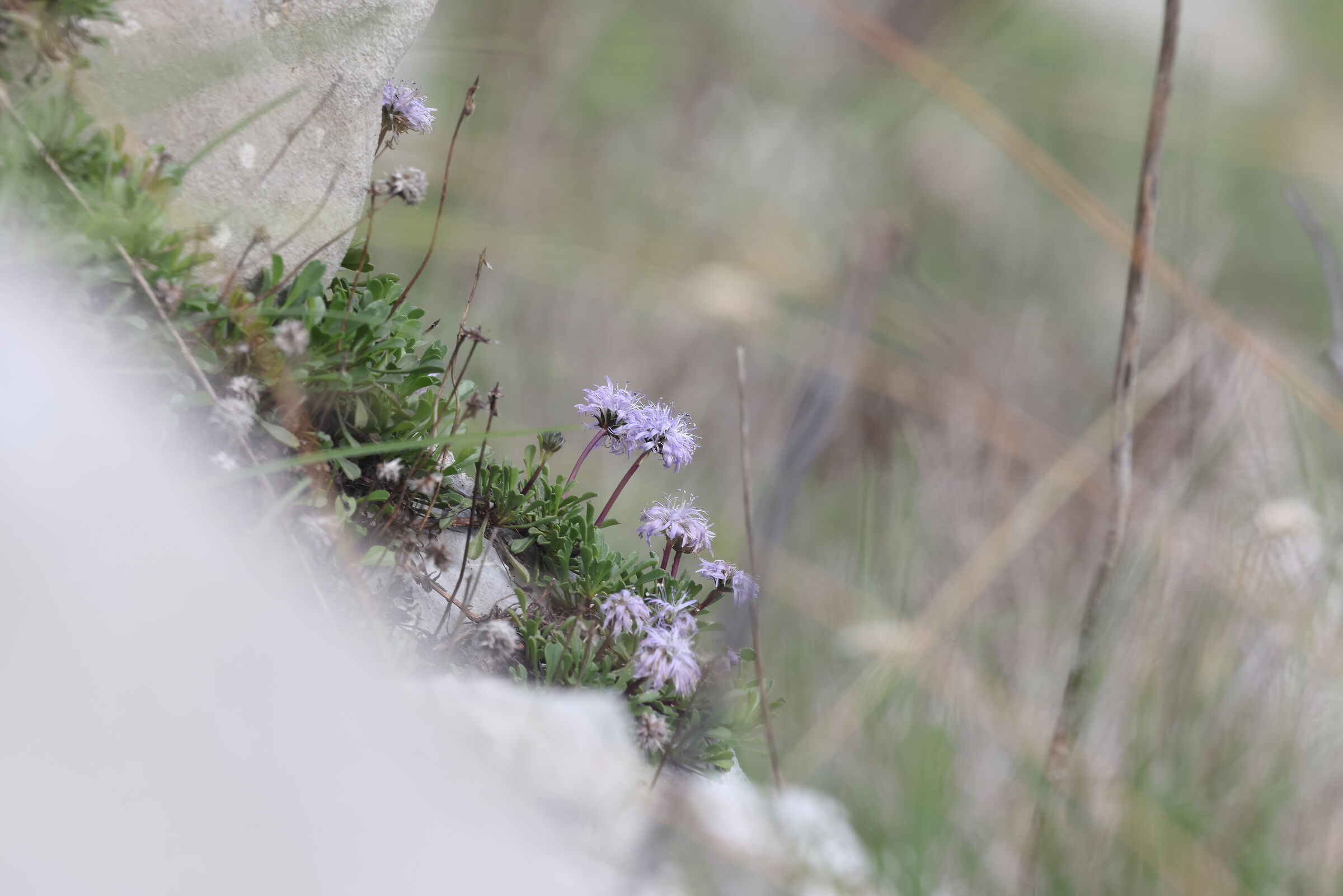 globularia