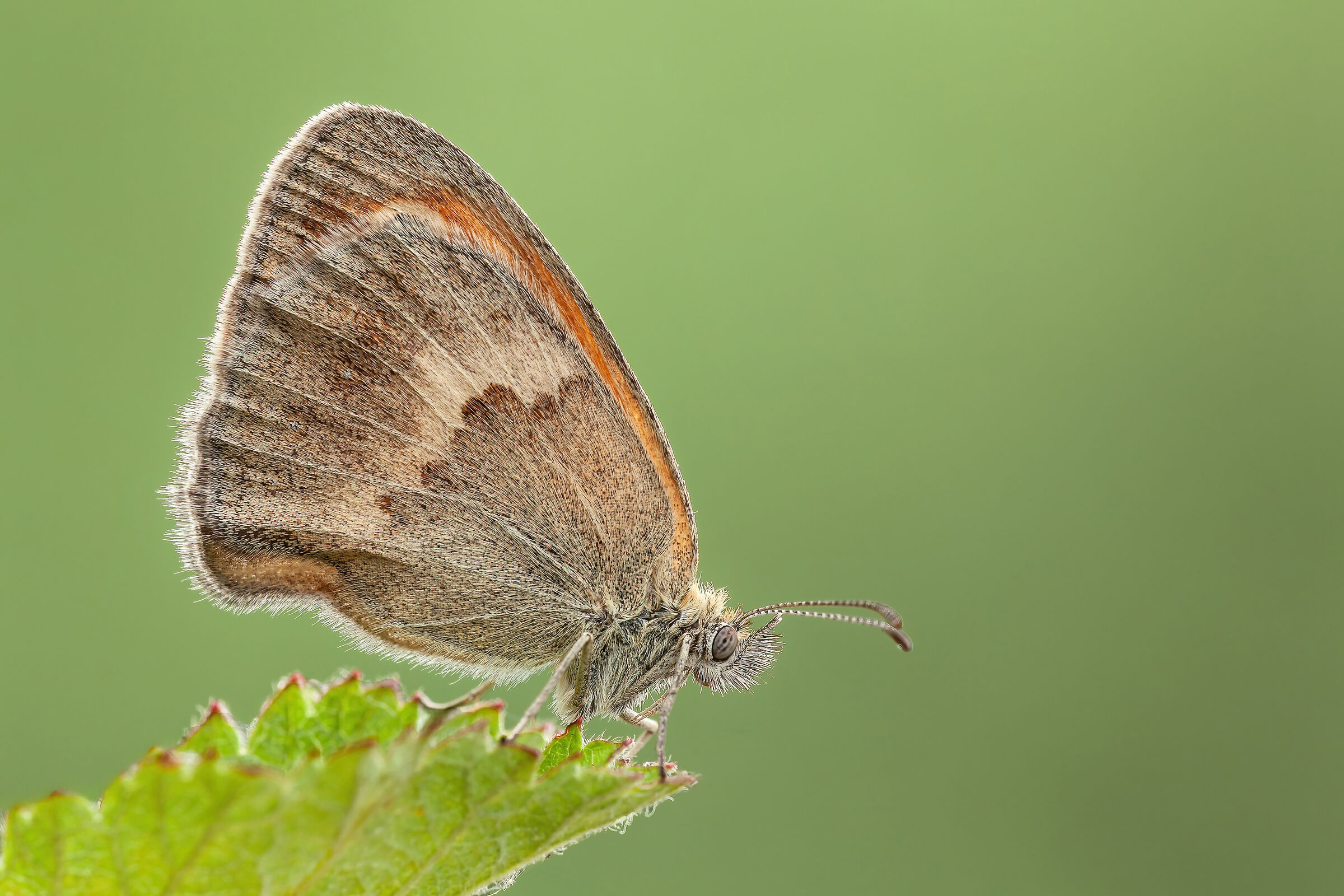 Coenonimpha pamphilus