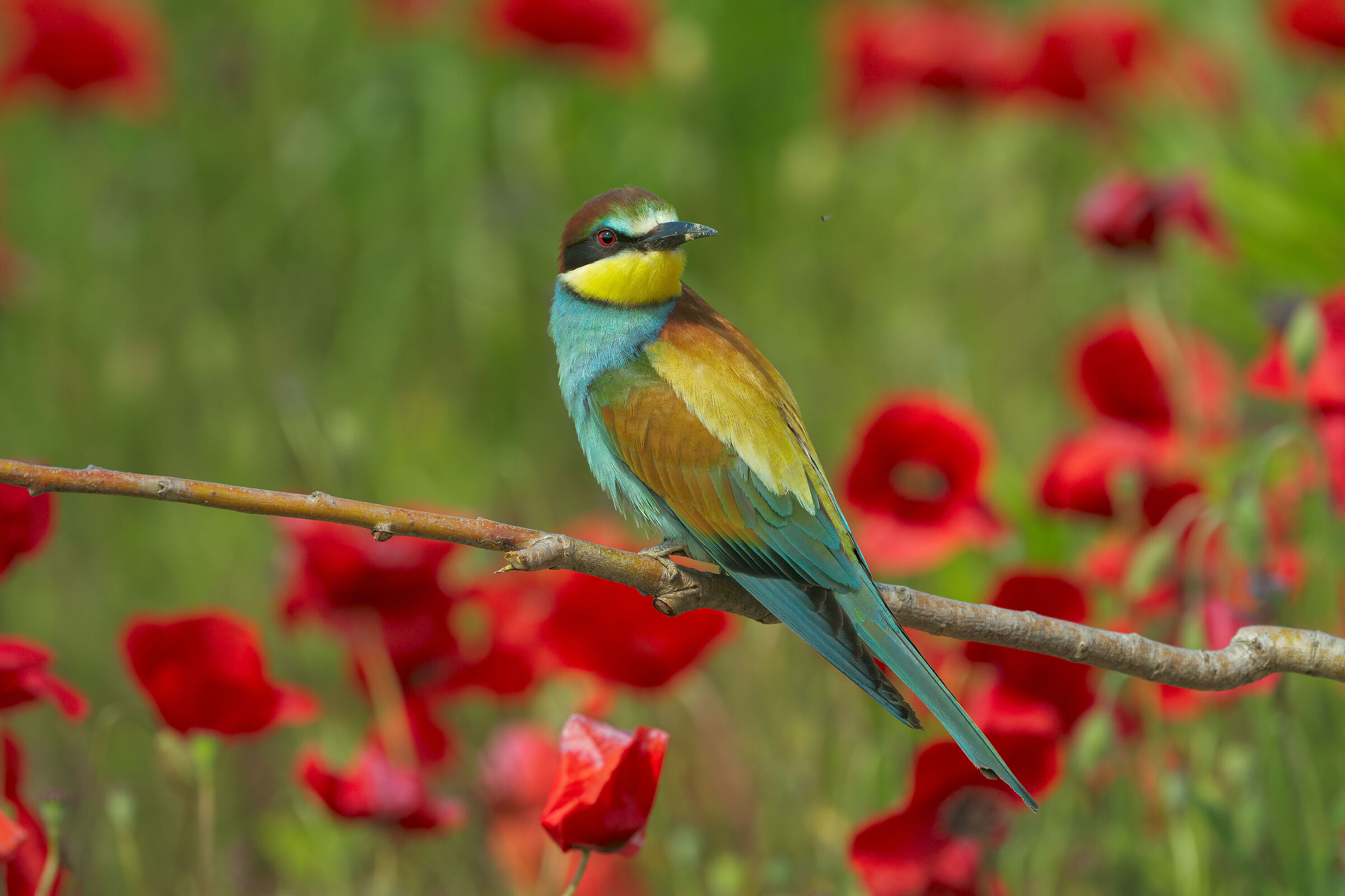 Spring bee-eater