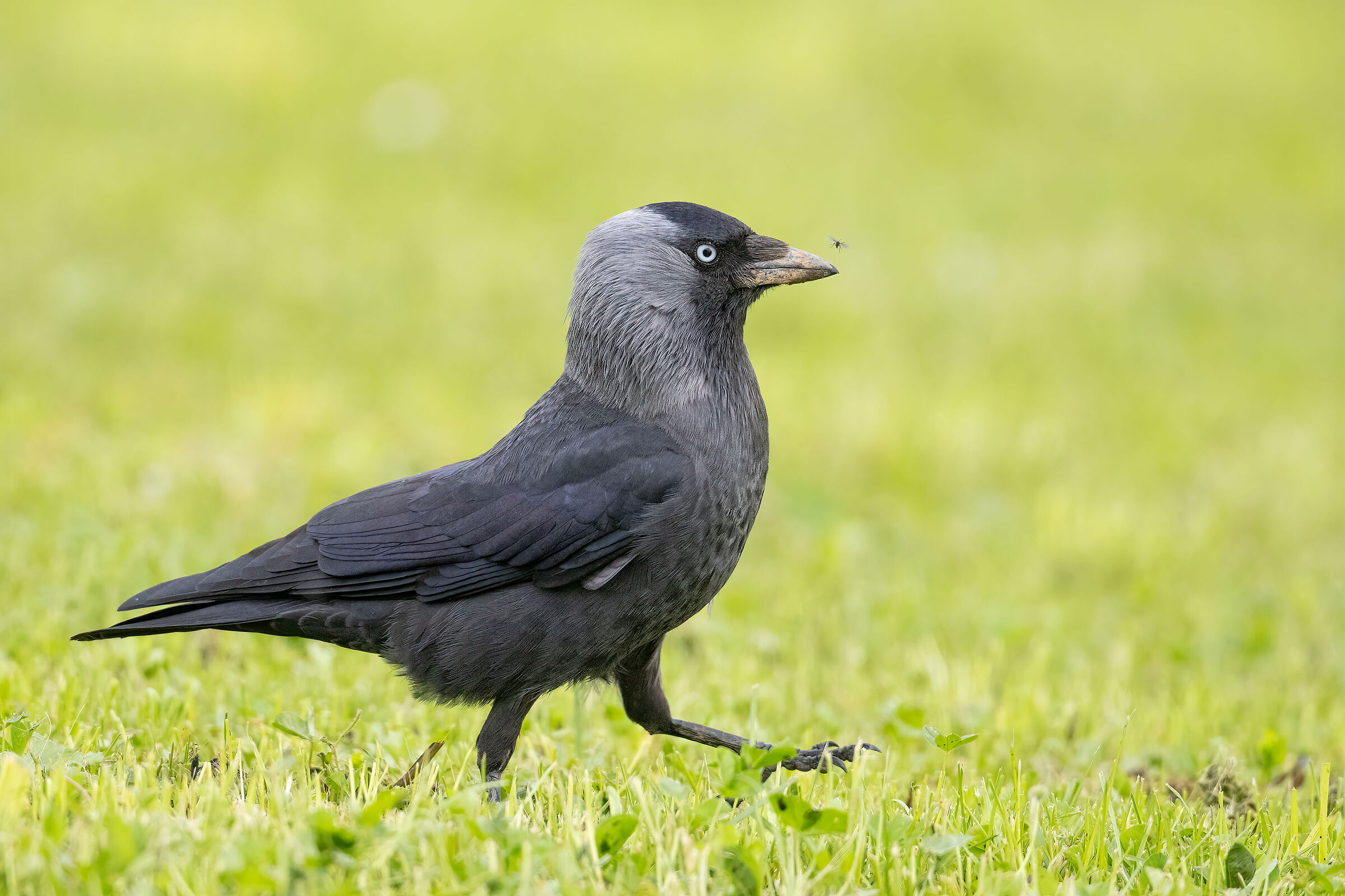 The jackdawn and the mosquito