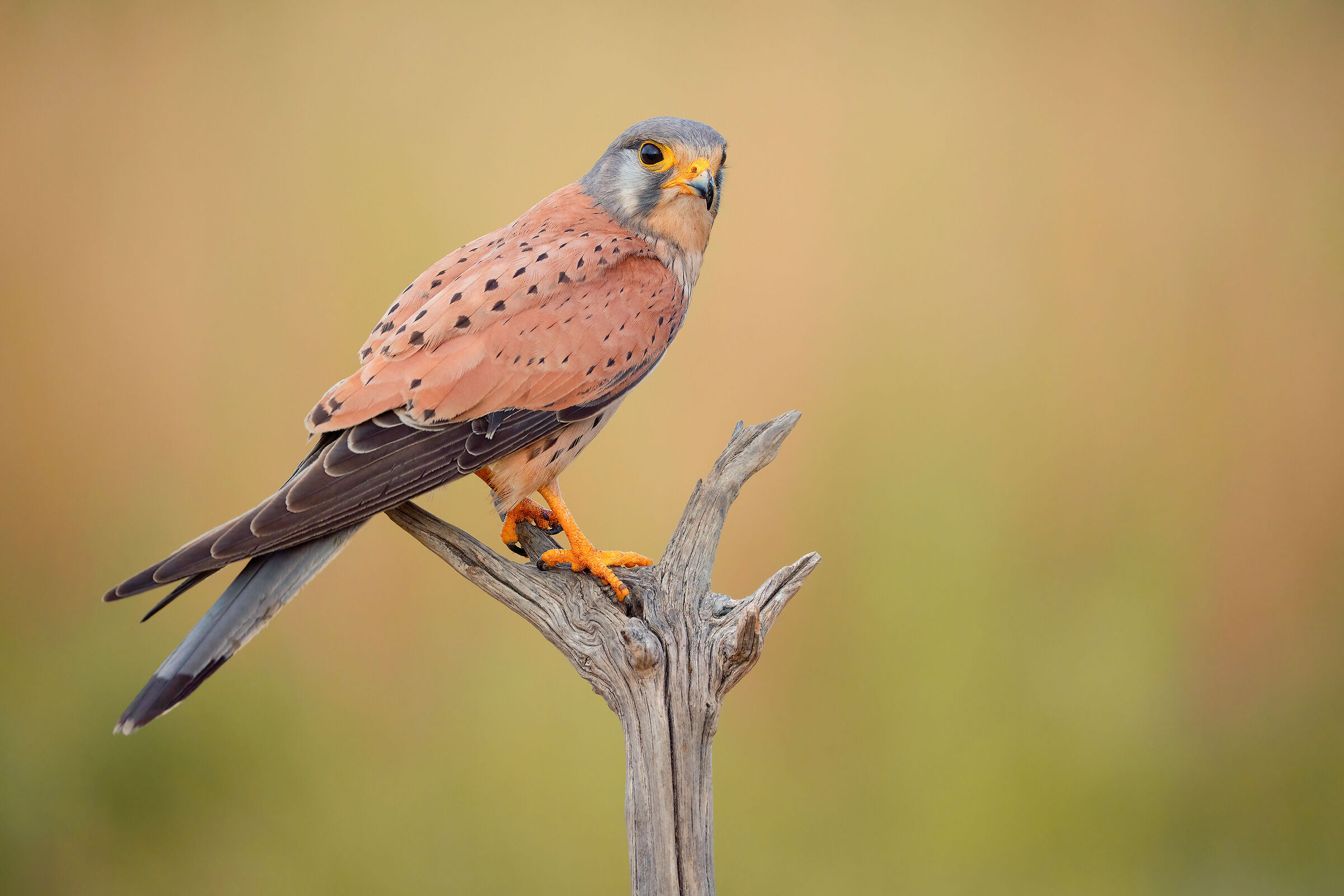 kestrel