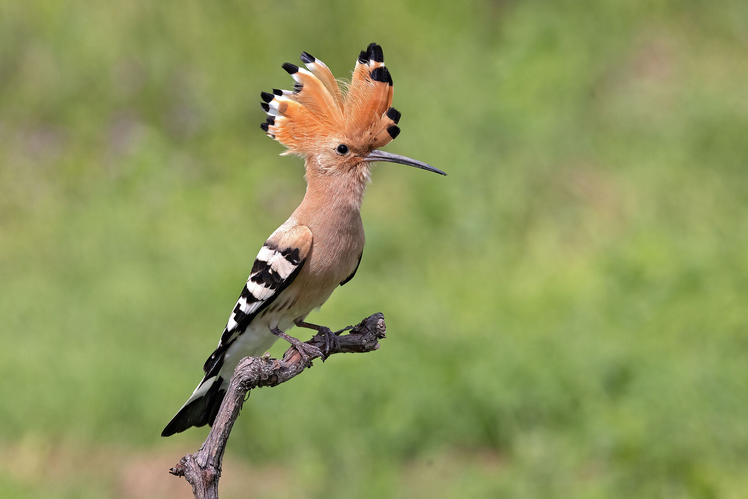 Upupa