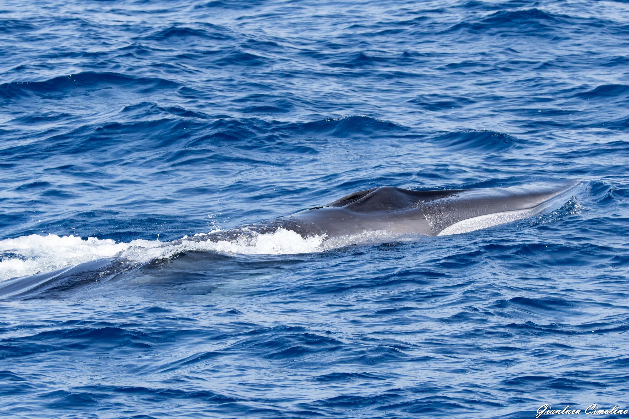 Fin whale, Balaenoptera physalus