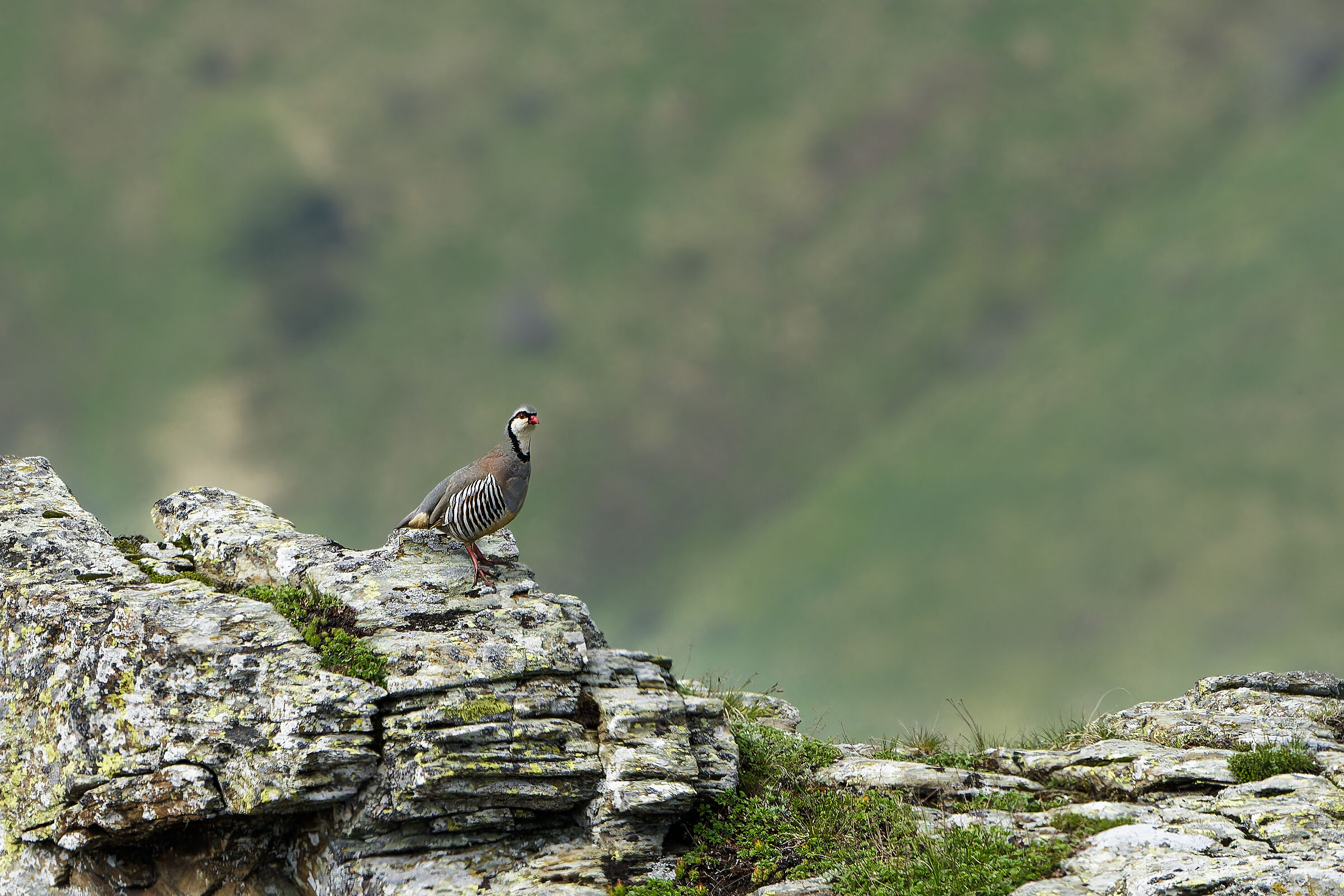 Singing at the first sun. Rock partridge Cottian Alps.