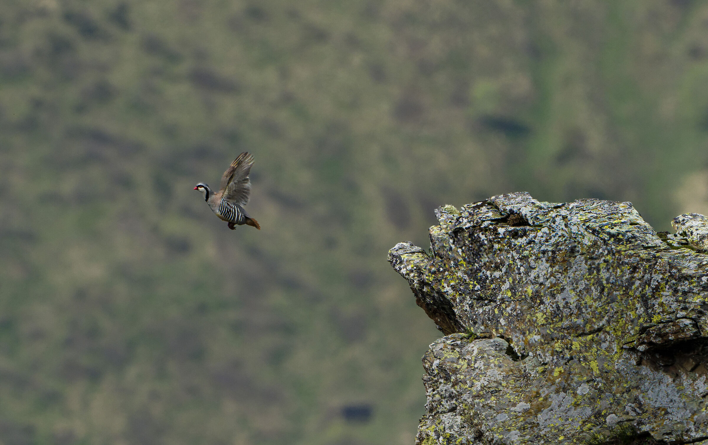 The flight. Alpine rock partridge.