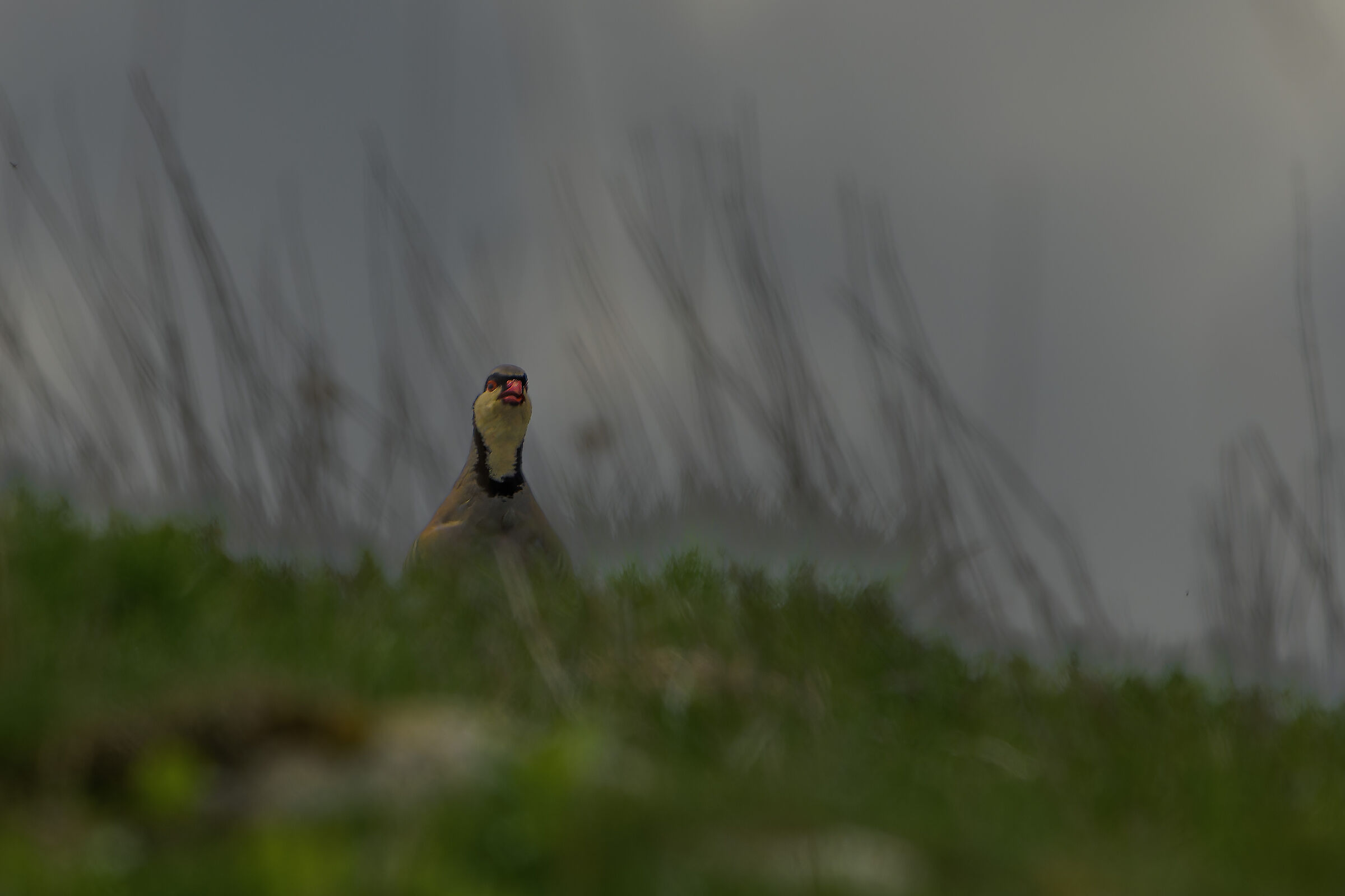 sentirsi scoperti. Coturnice, Alpi Cozie