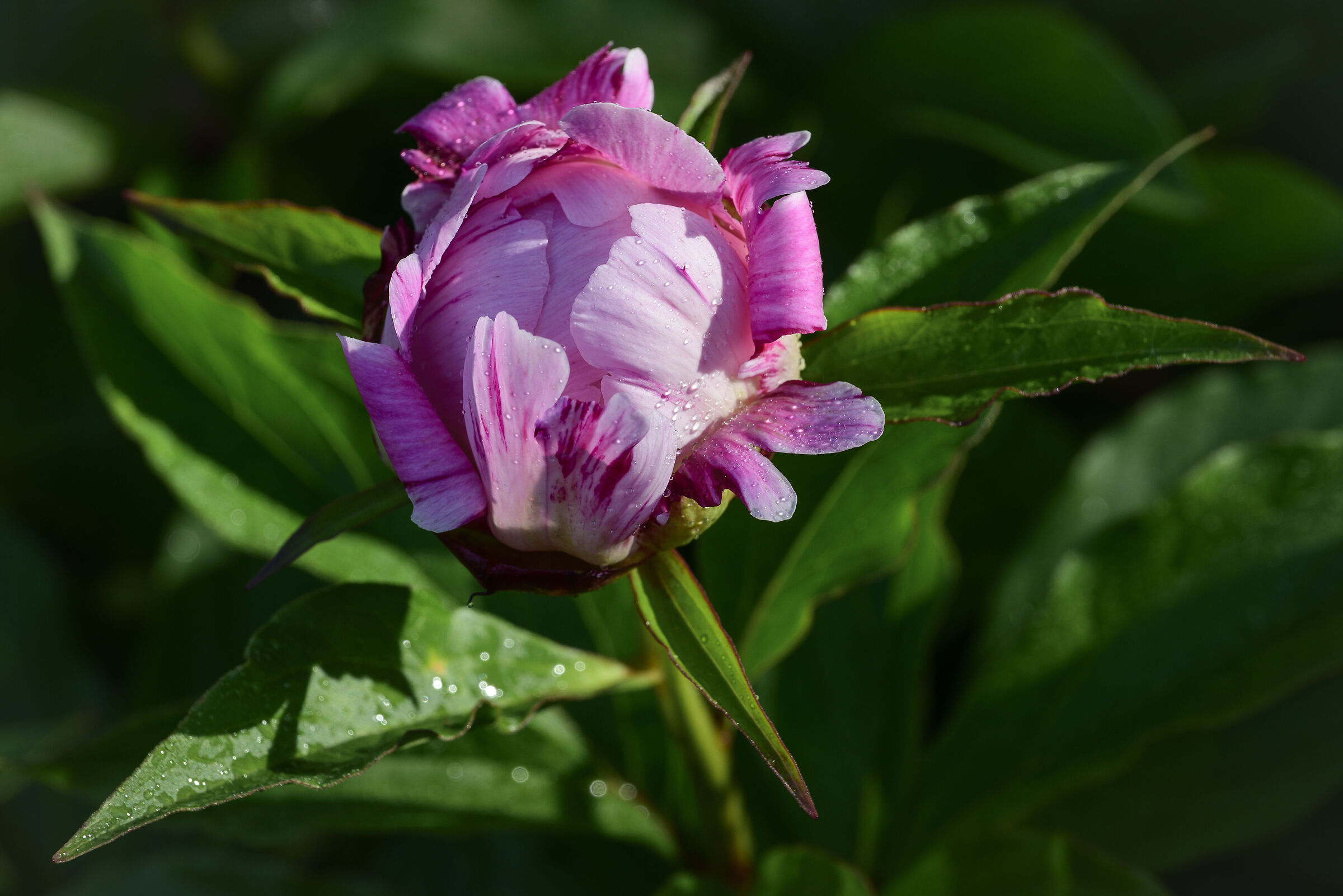 Peonia timida