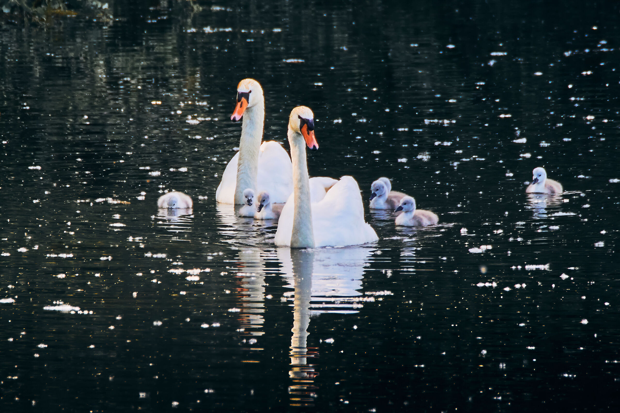 The Family