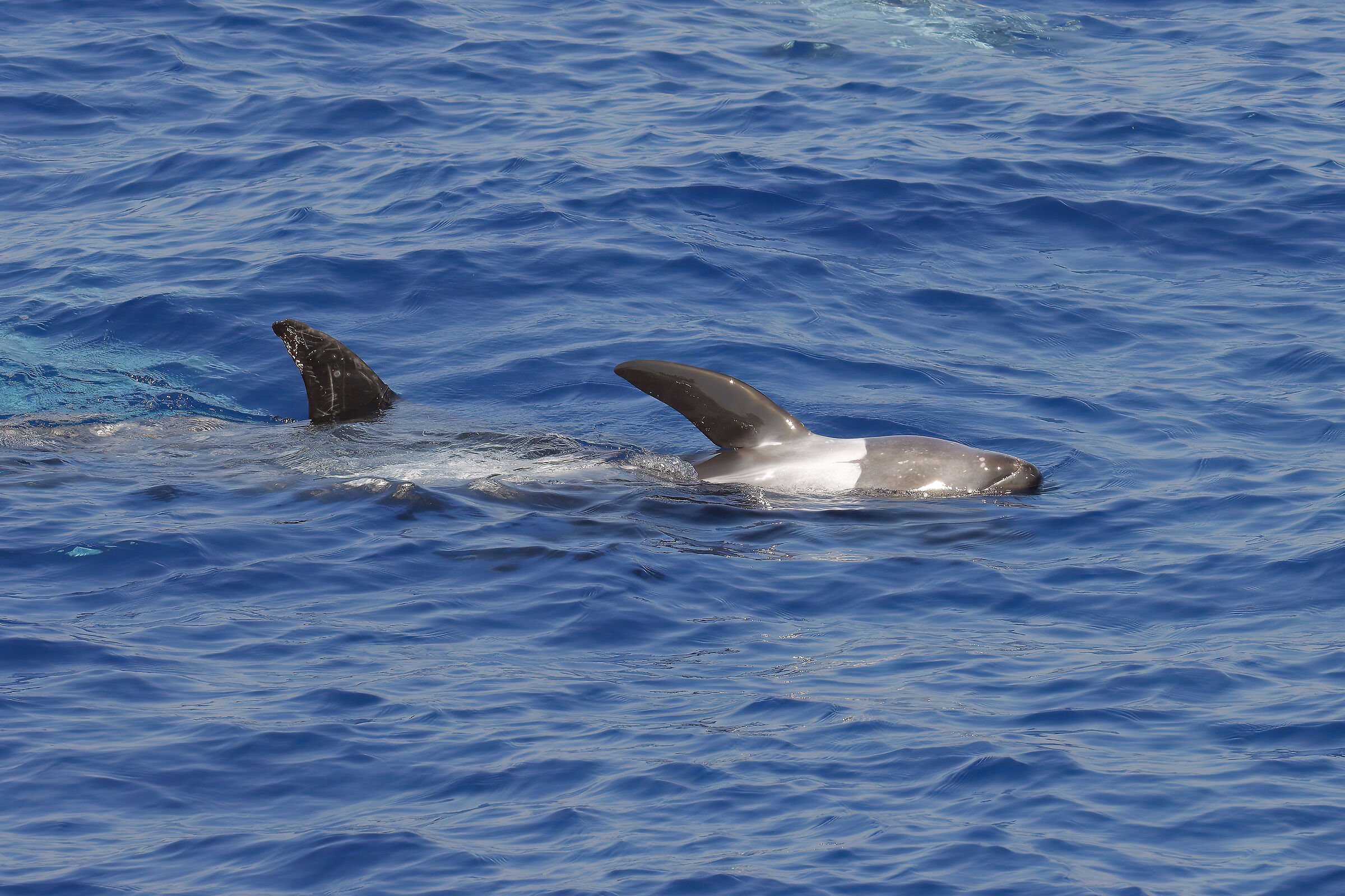 Risso's dolphin, Grampus Griseus.