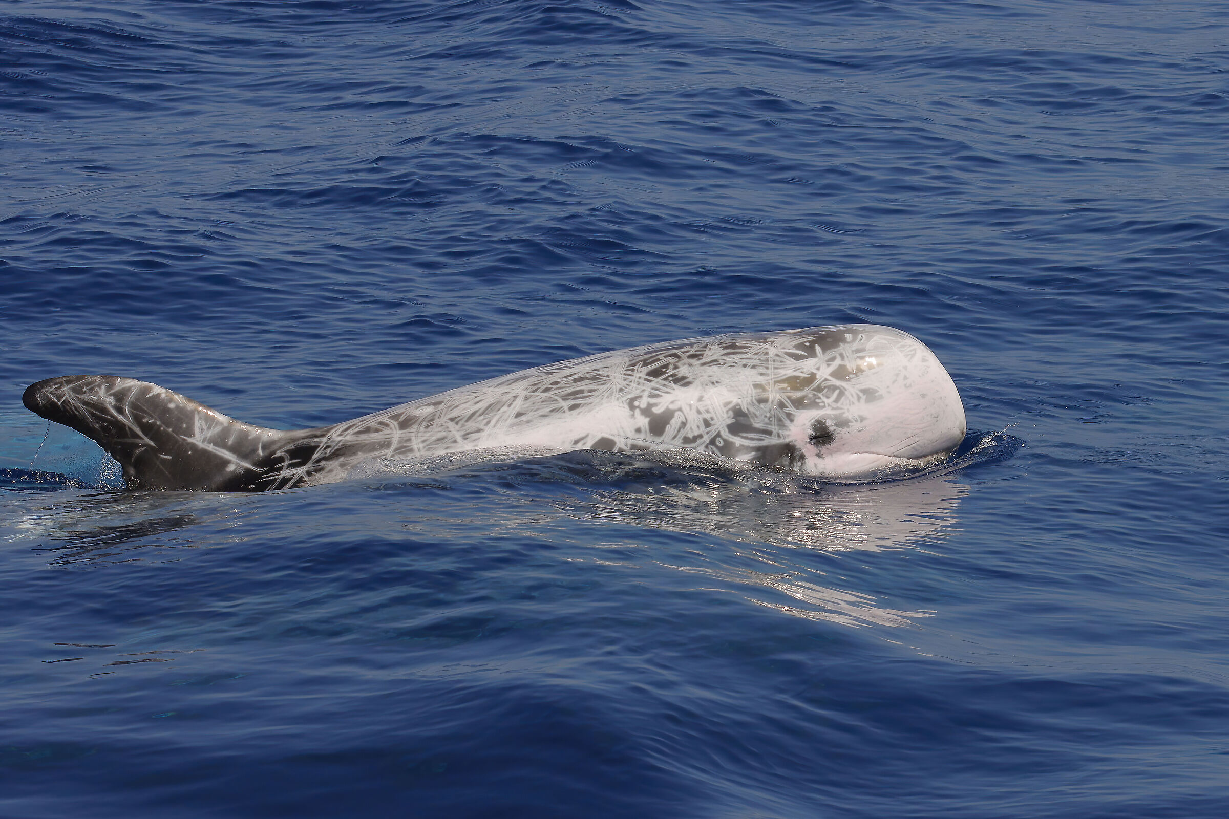 Risso's dolphin, Grampus Griseus.