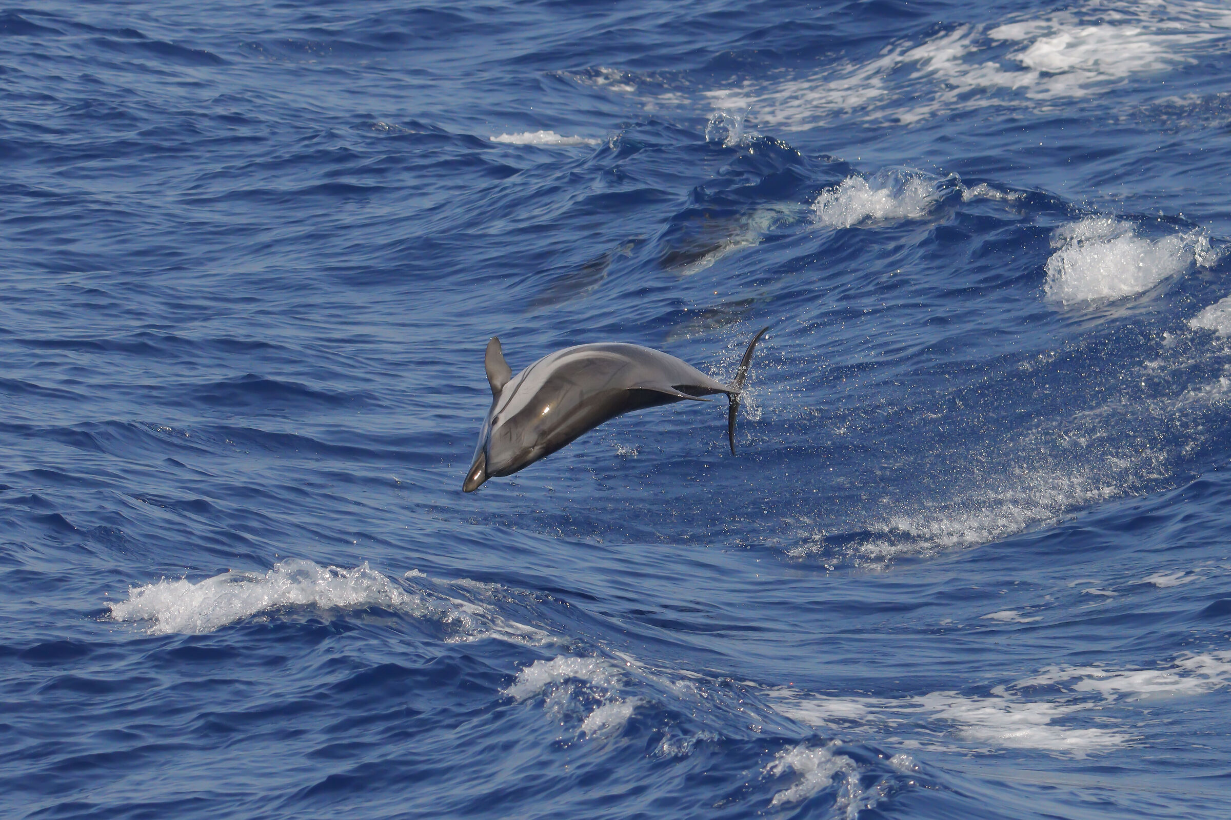 Striped dolphin, Coeruleoalba dolphin